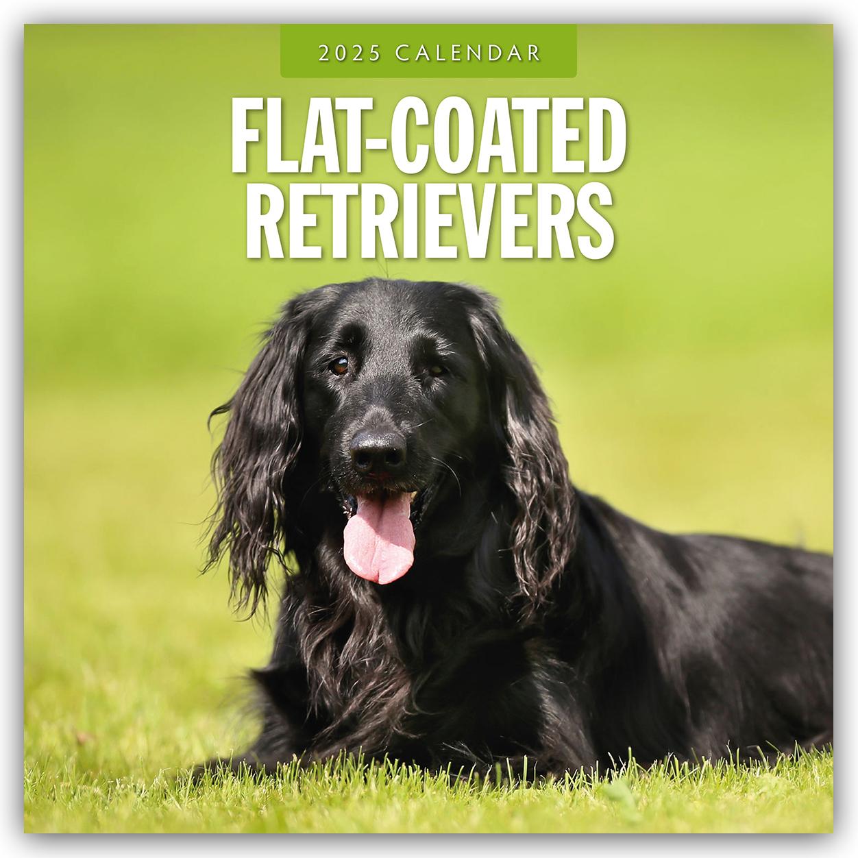 Flat-Coated Retrievers - Flat Coated Retriever 2025 - 16-Monatskalender