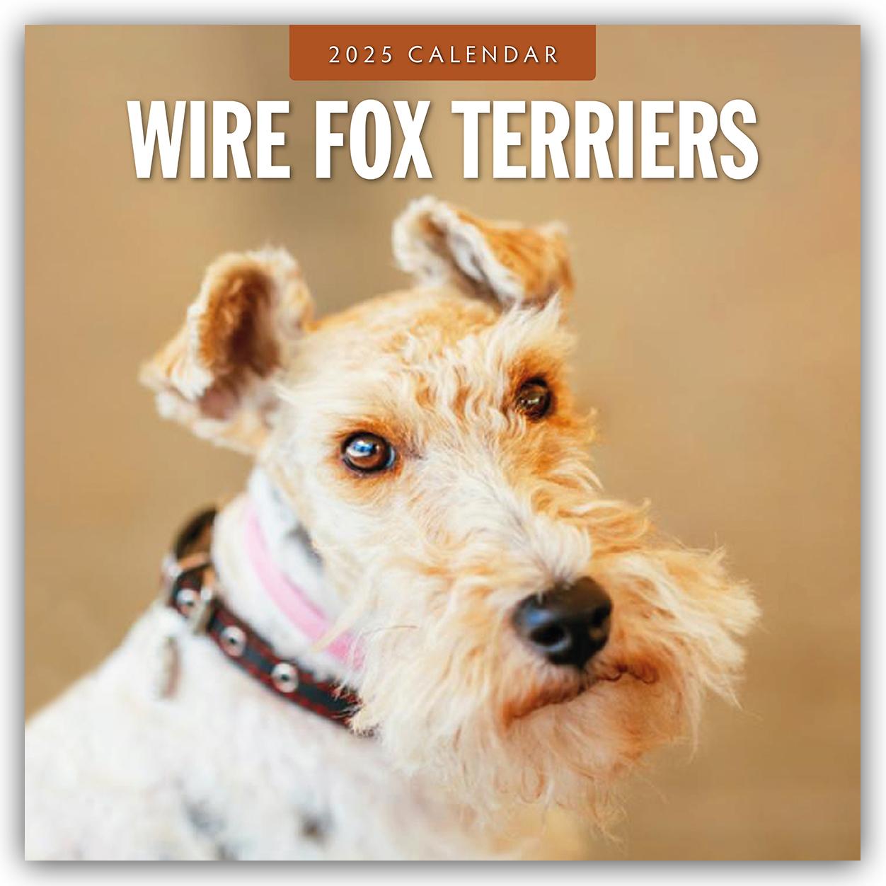 Wire Fox Terriers - Drahthaar Foxterrier 2025 - 16-Monatskalender