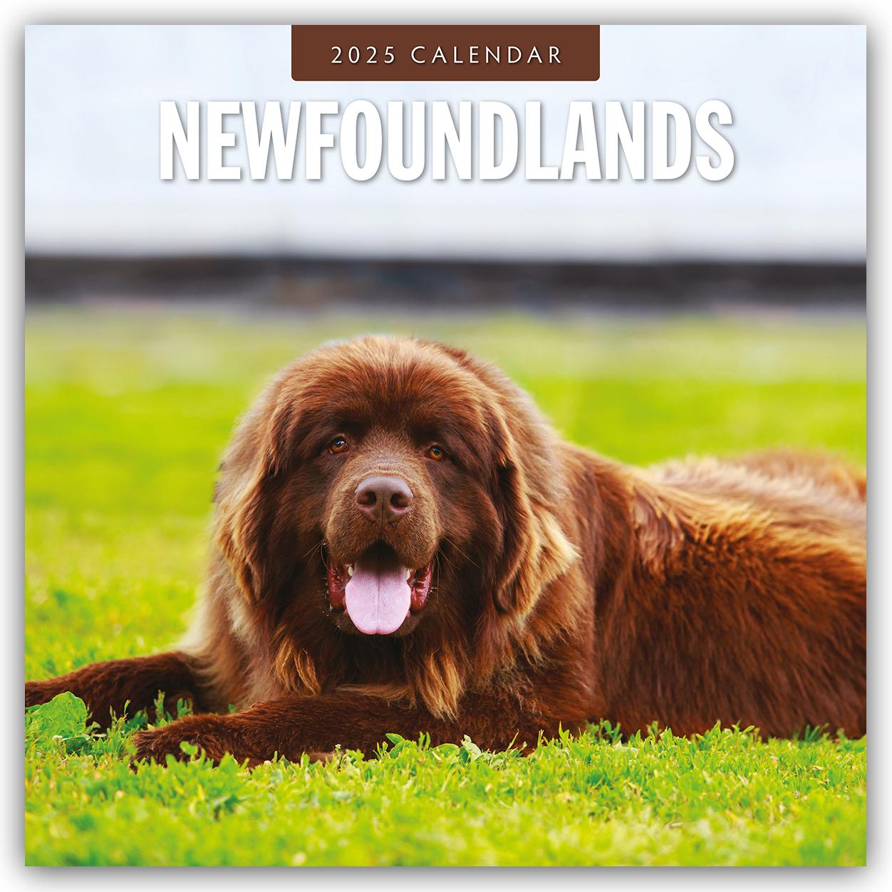 Newfoundlands - Neufundländer 2025 - 16-Monatskalender