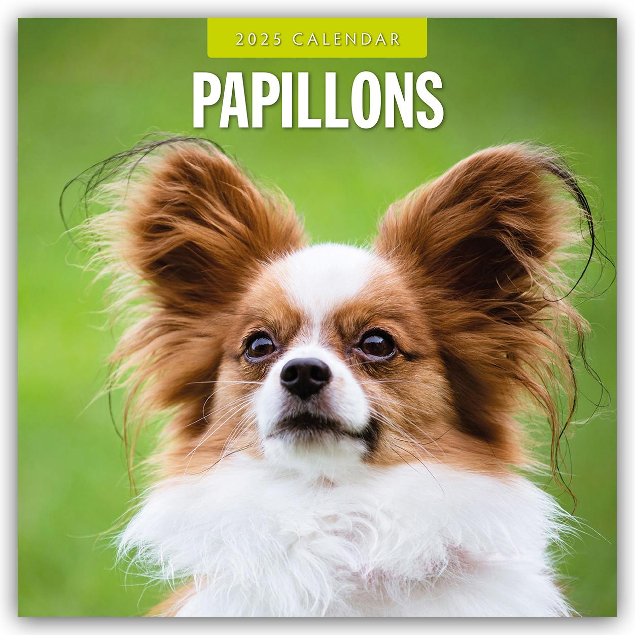 Papillons - Schmetterlingshund - Zwergspaniel 2025 - 16-Monatskalender