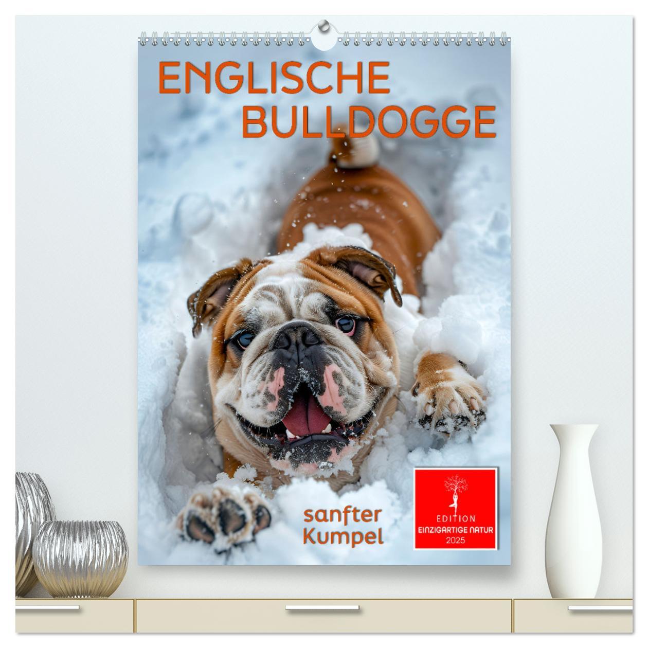 Englische Bulldogge - sanfter Kumpel (hochwertiger Premium Wandkalender 2025 DIN A2 hoch), Kunstdruck in Hochglanz