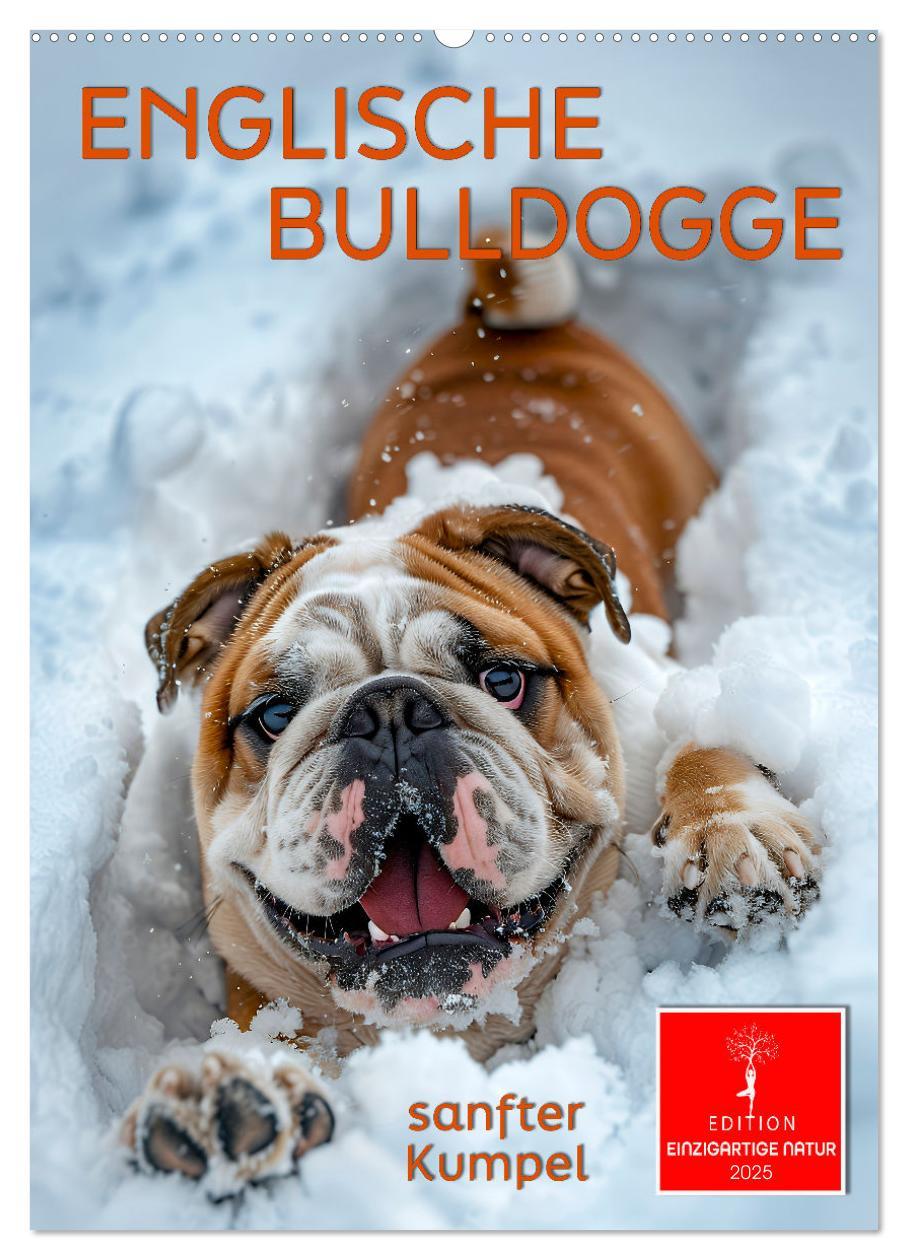 Englische Bulldogge - sanfter Kumpel (Wandkalender 2025 DIN A2 hoch), CALVENDO Monatskalender