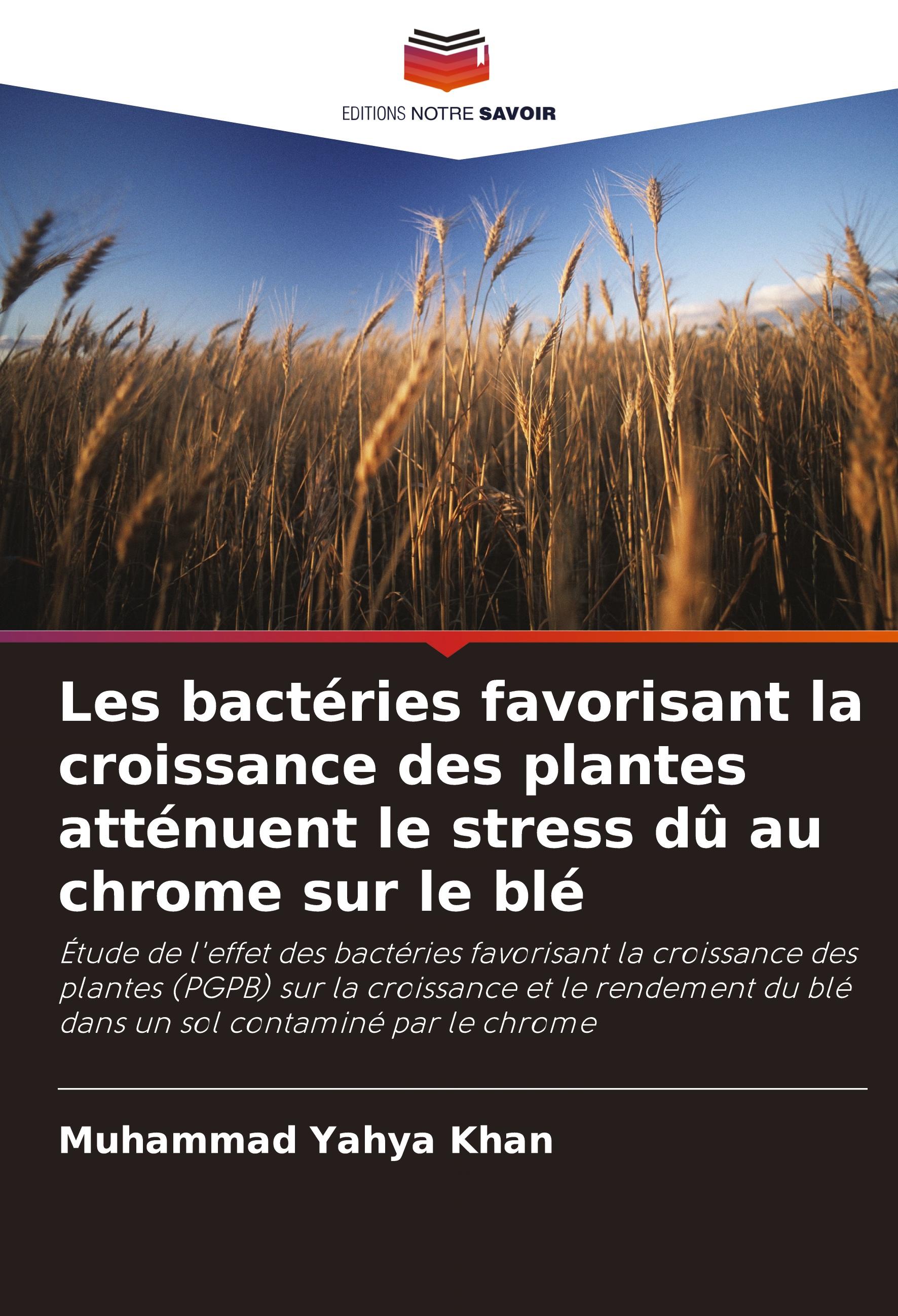 Les bactéries favorisant la croissance des plantes atténuent le stress dû au chrome sur le blé