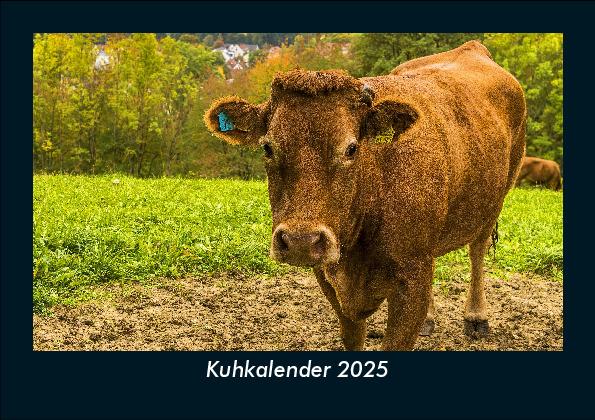 Kuhkalender 2025 Fotokalender DIN A5