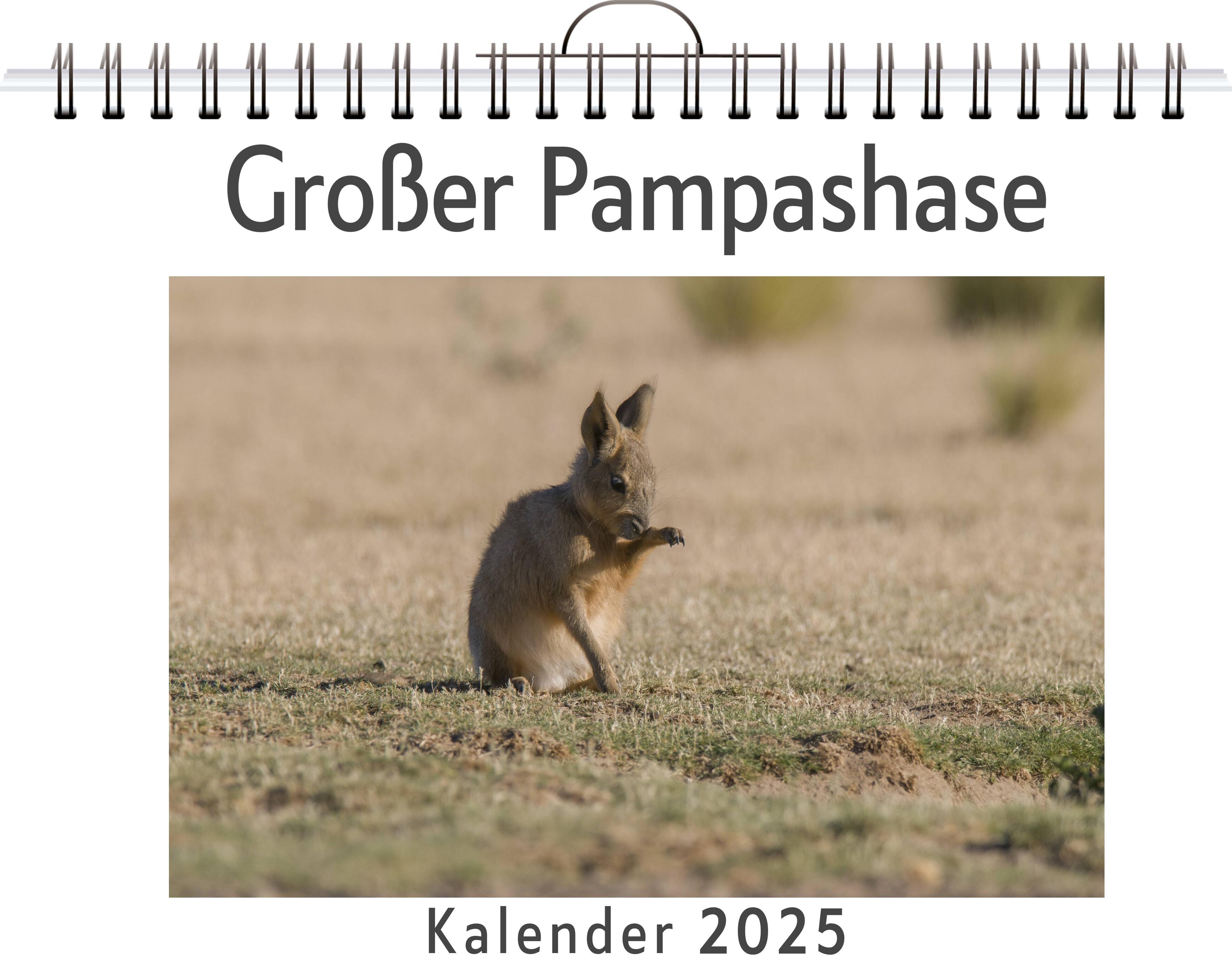 Großer Pampashase