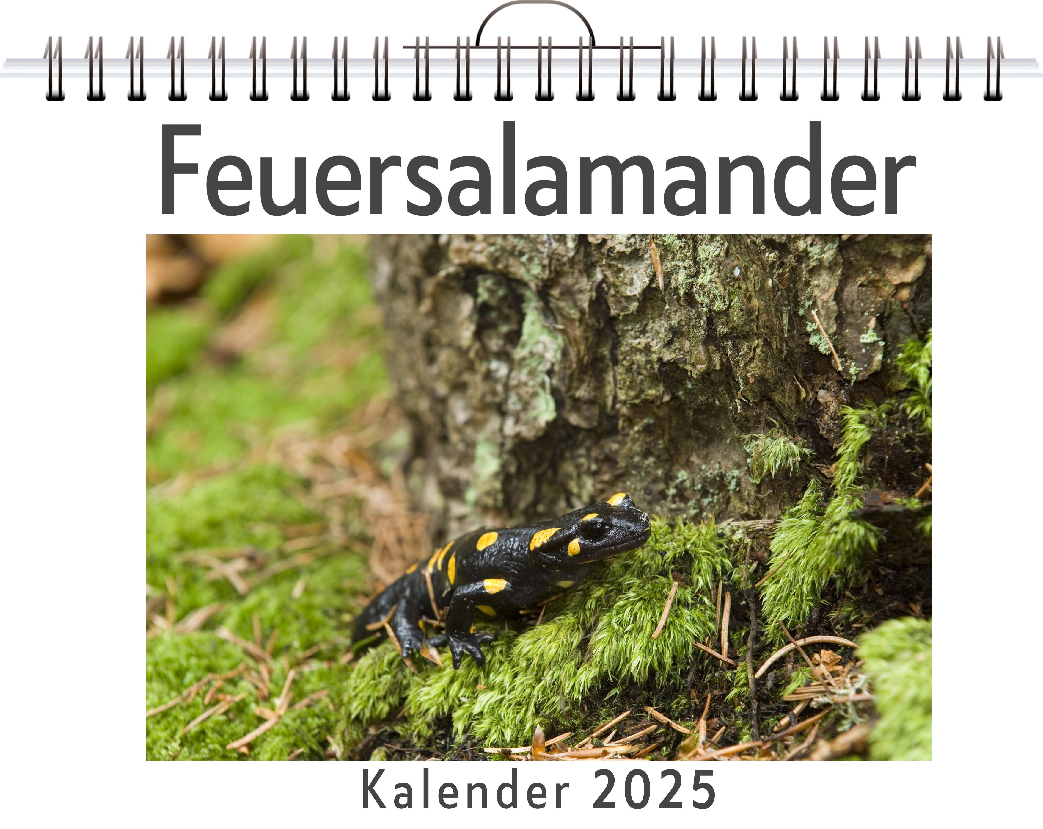 Feuersalamander