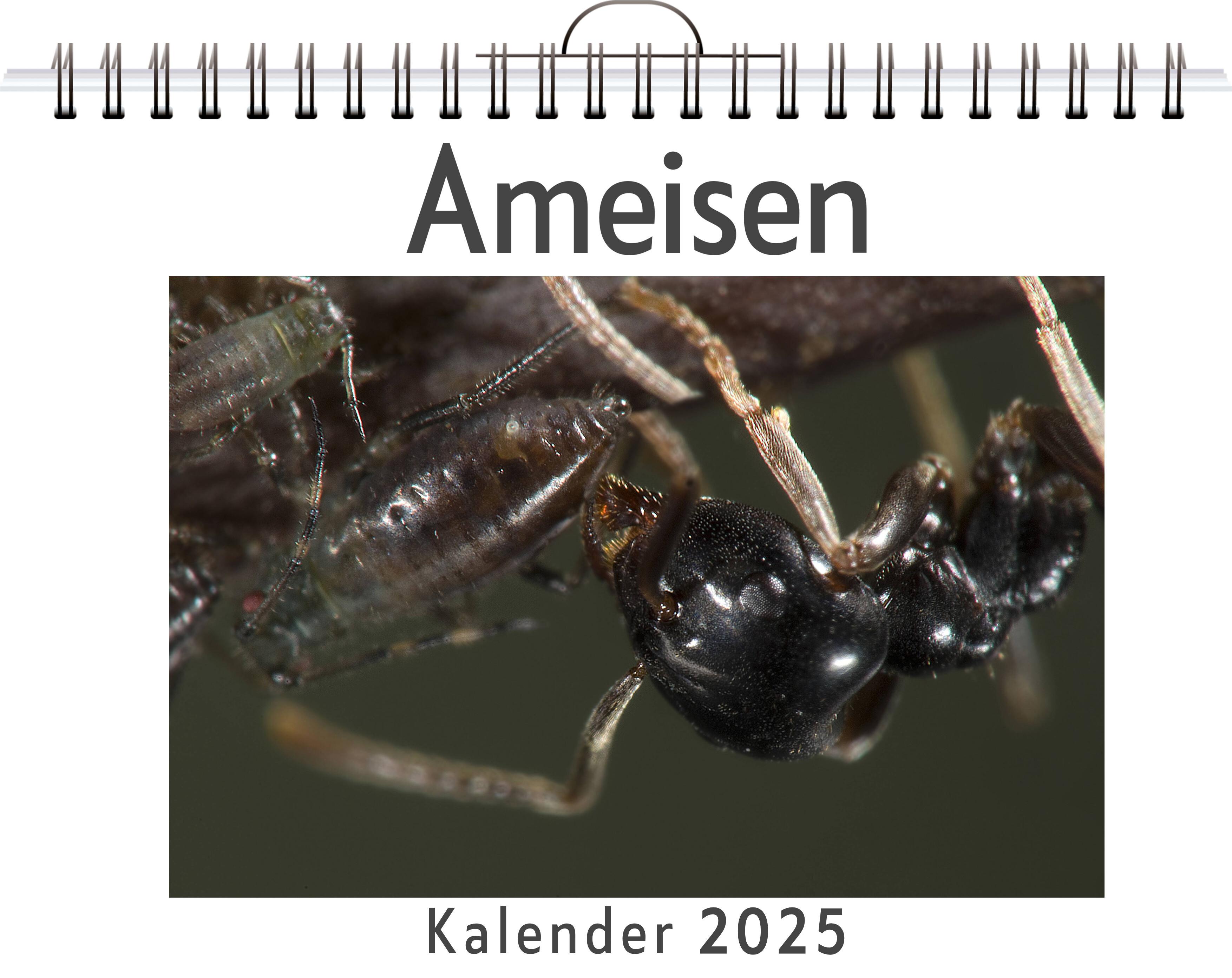 Ameisen