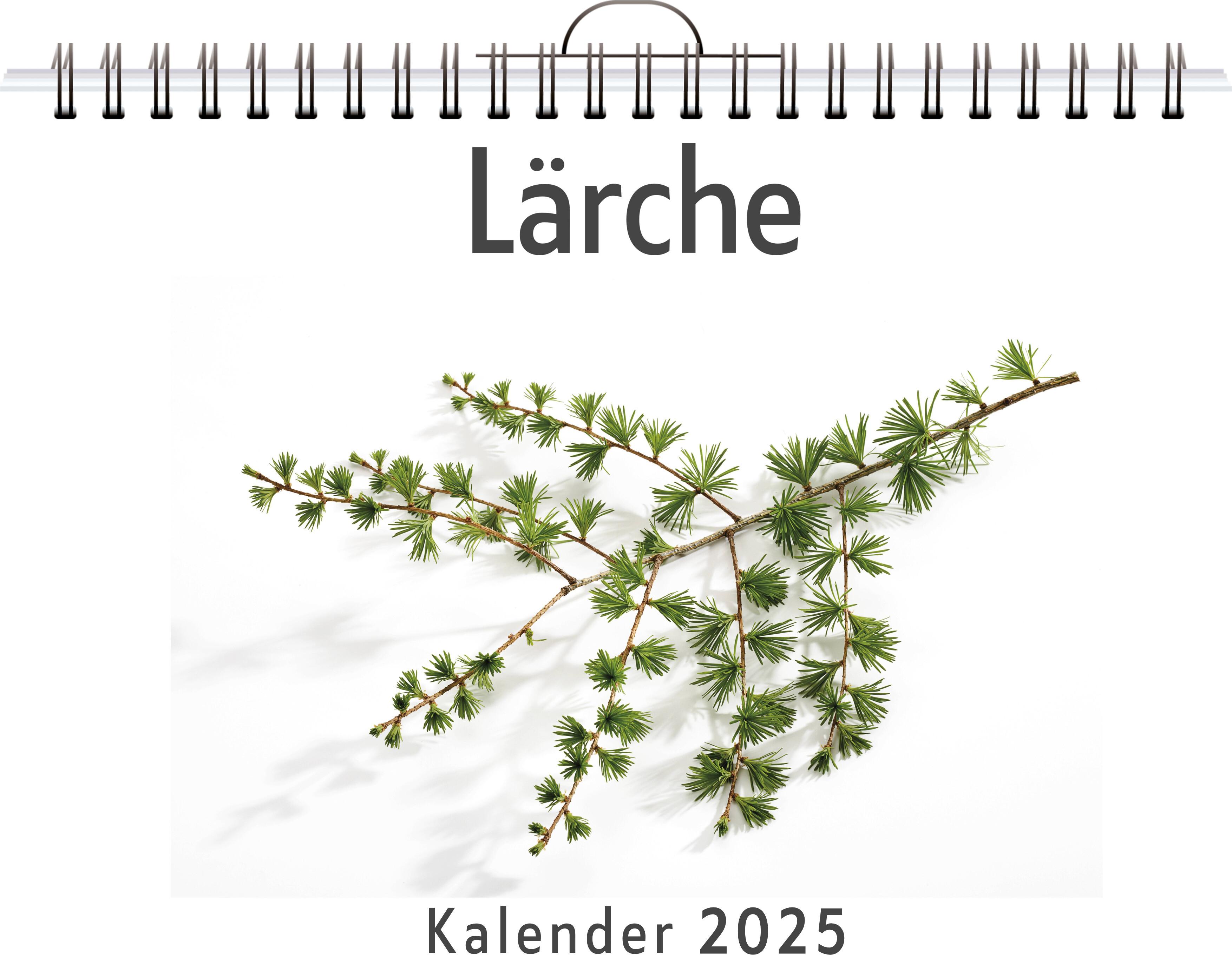 Lärche