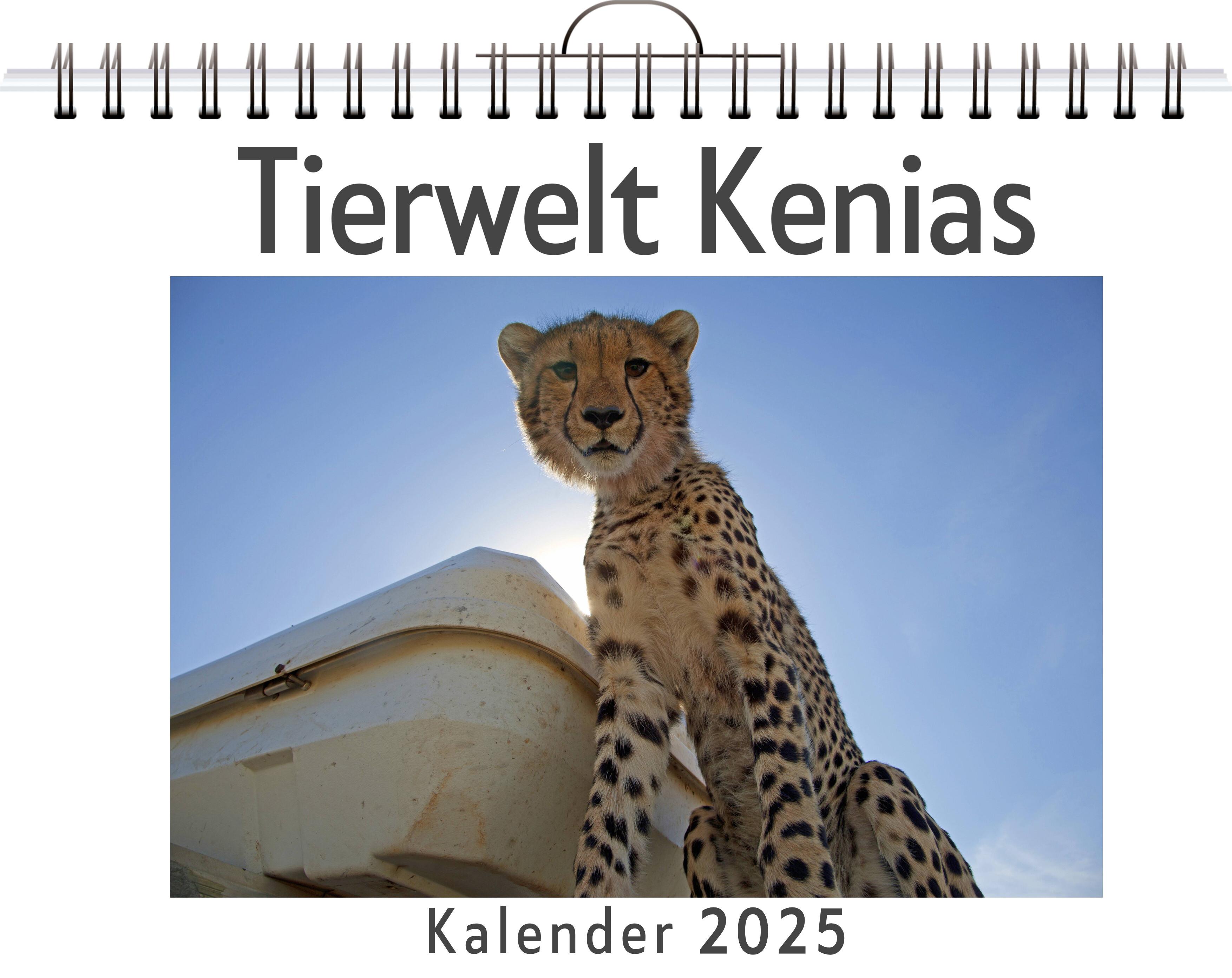 Tierwelt Kenias