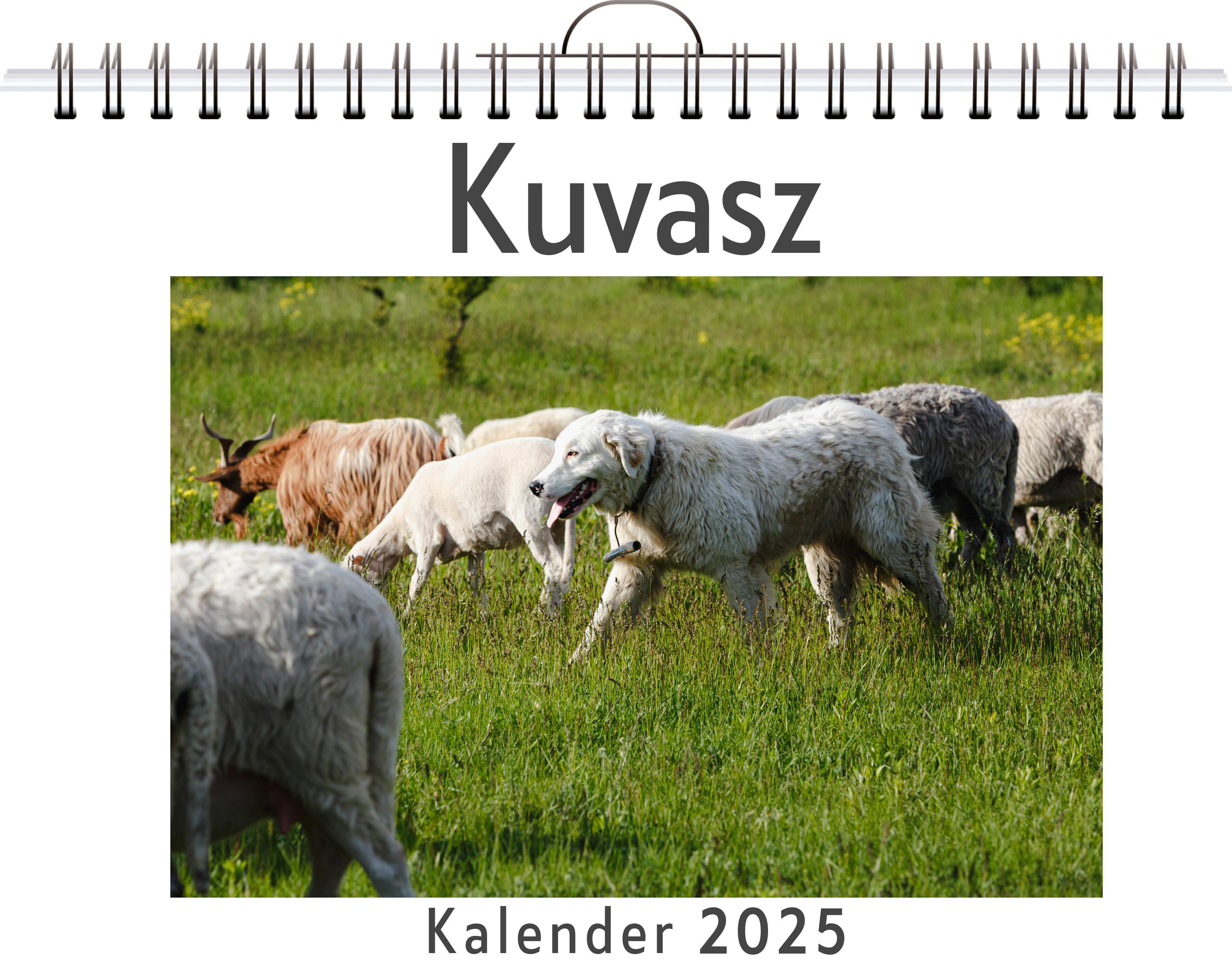 Kuvasz