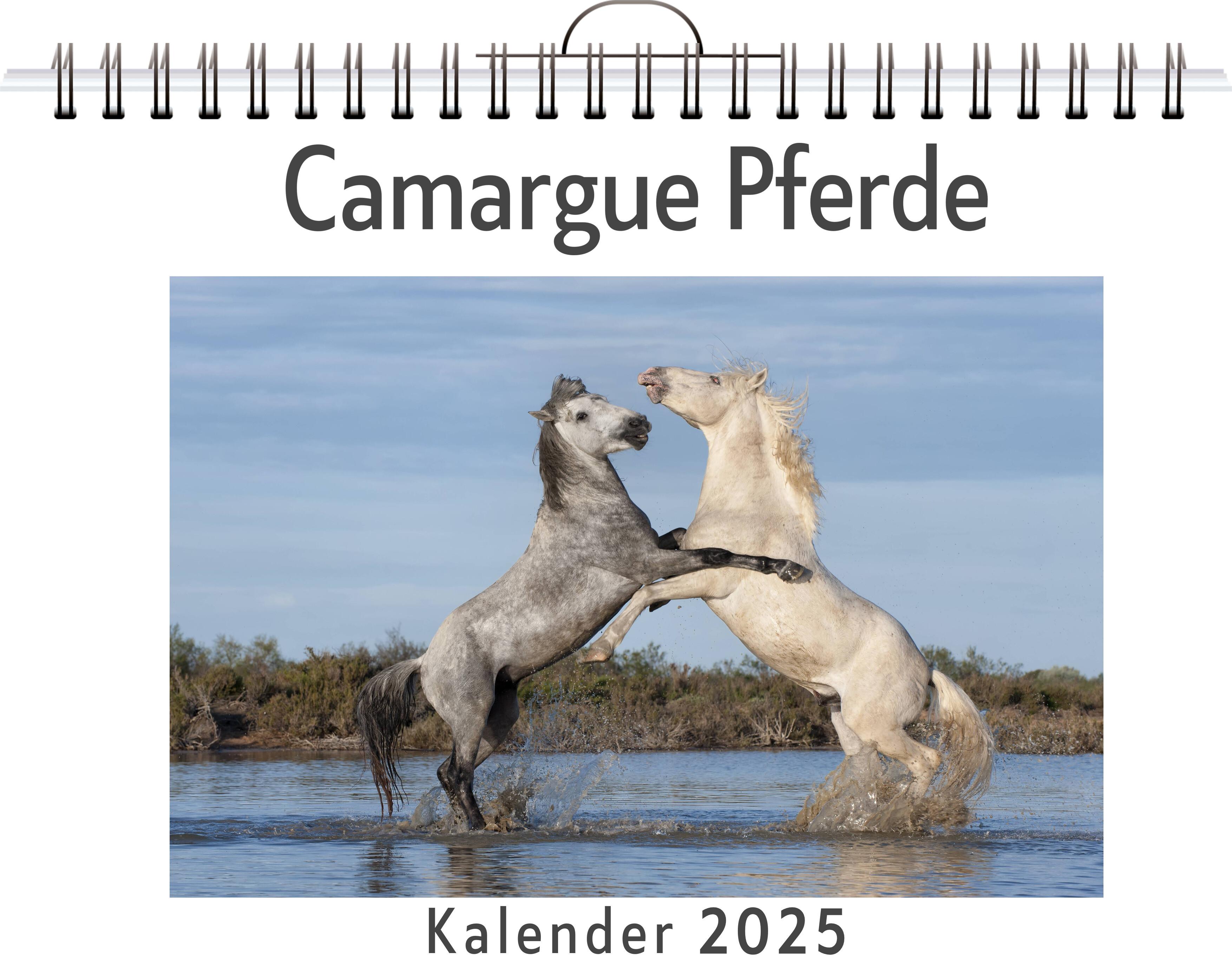 Camargue Pferde