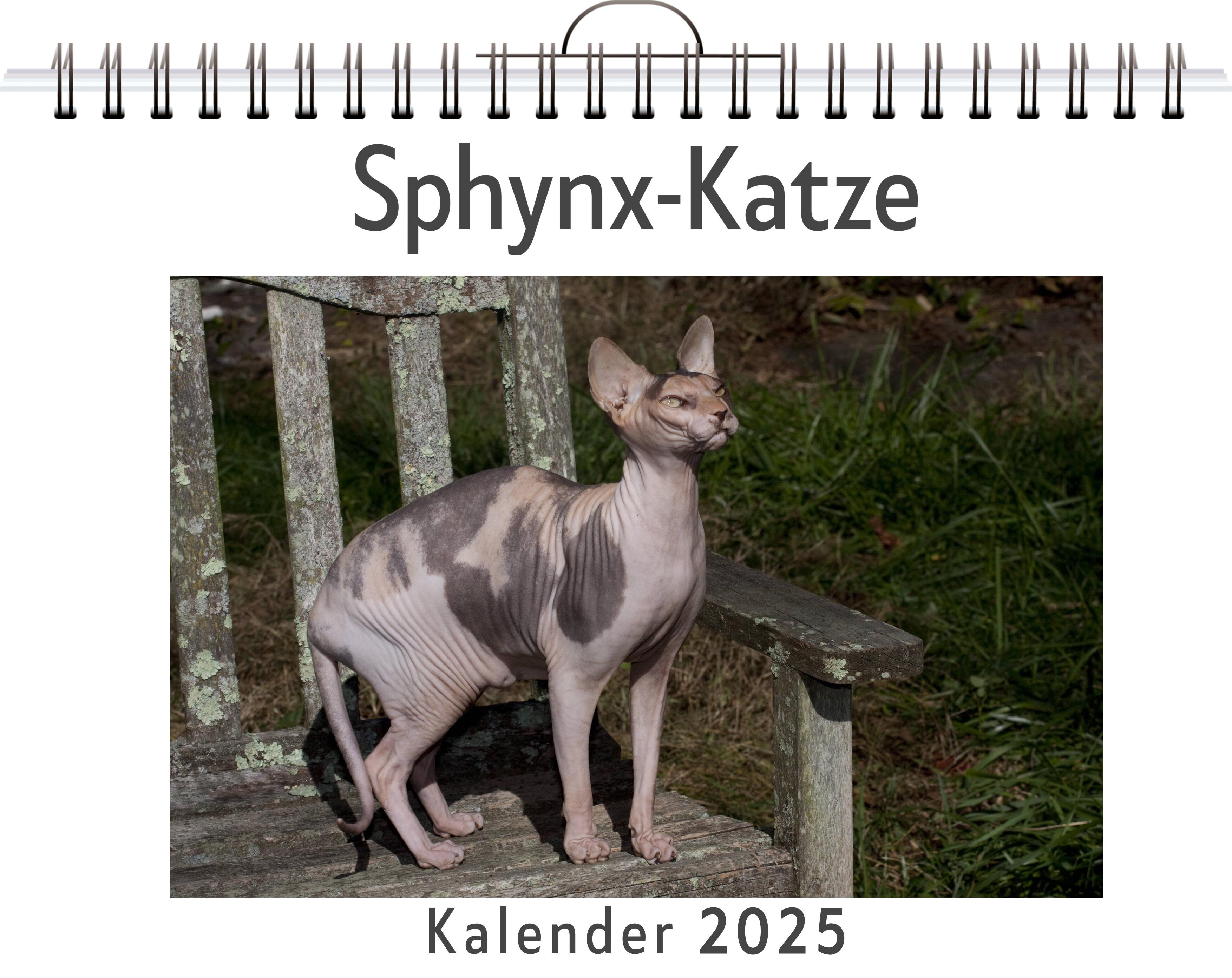 Sphynx-Katze