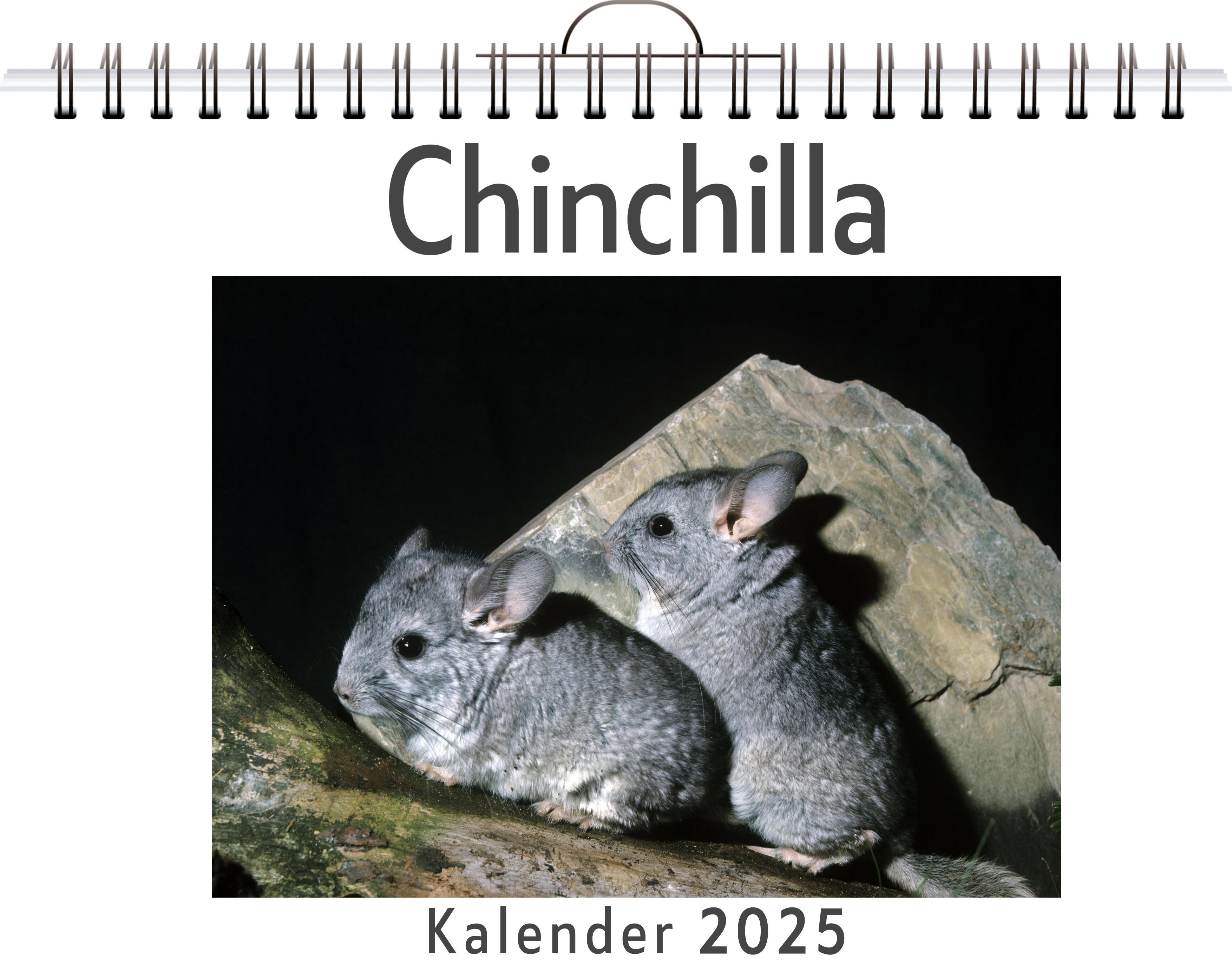 Chinchilla