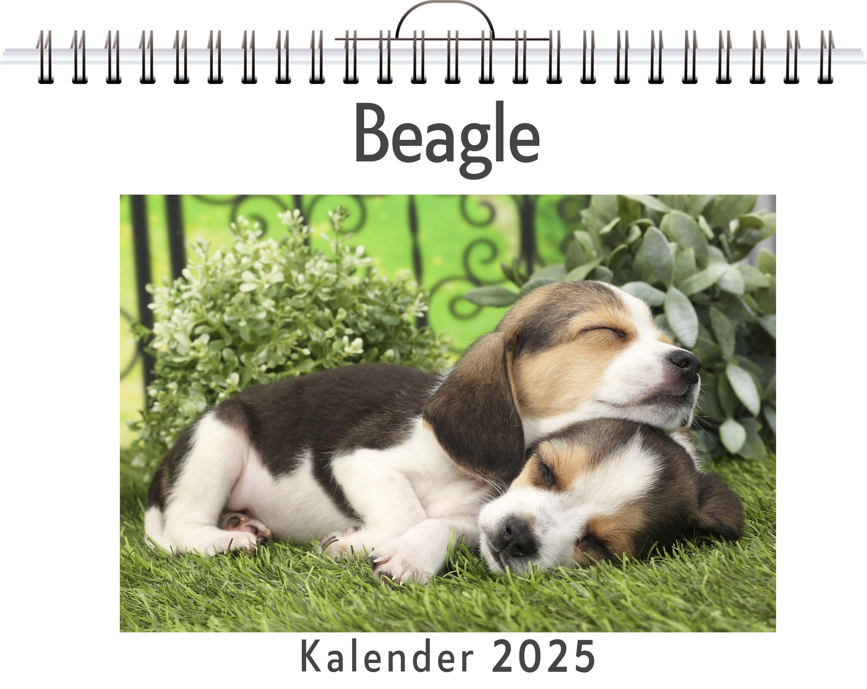 Beagle