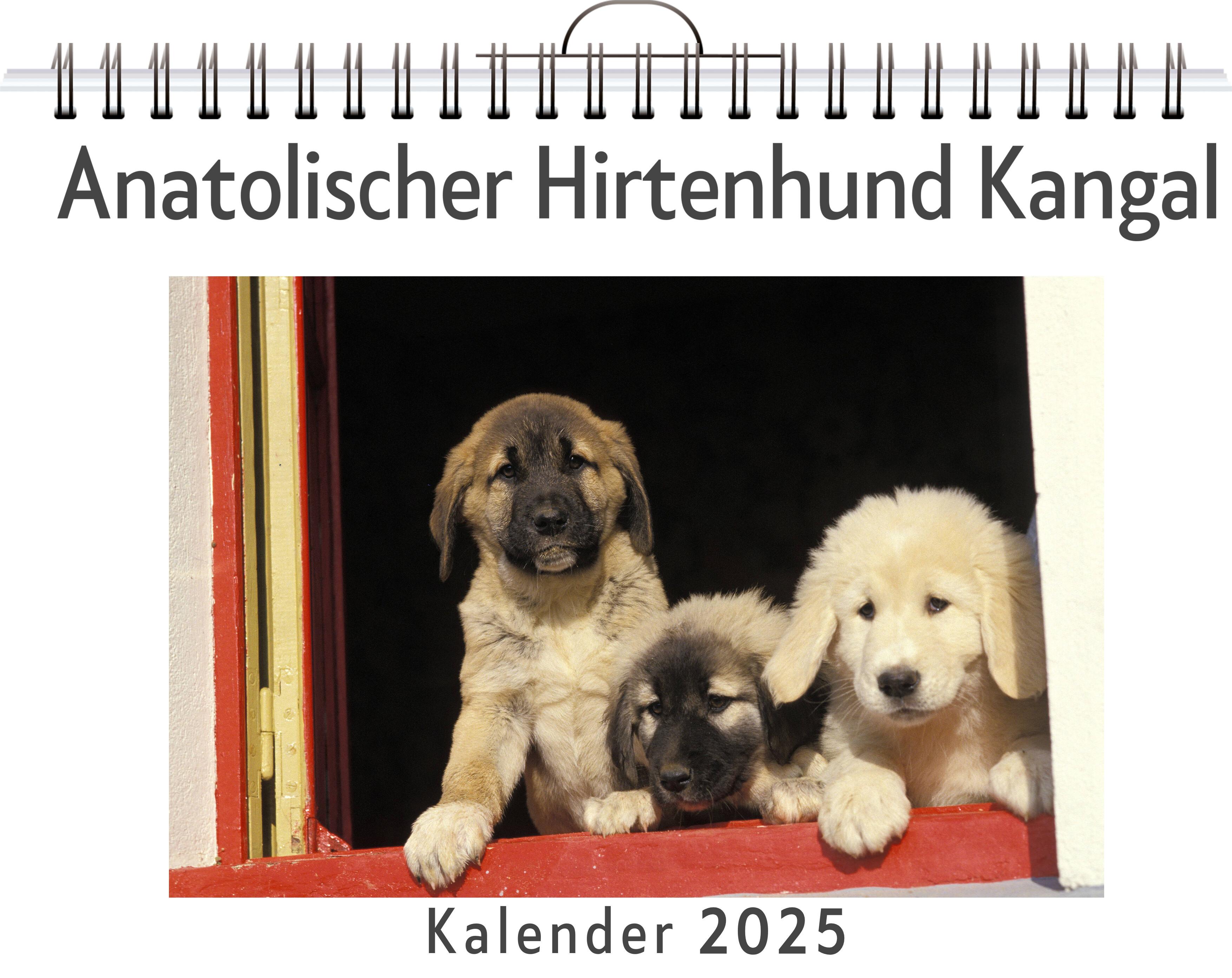 Anatolischer Hirtenhund Kangal