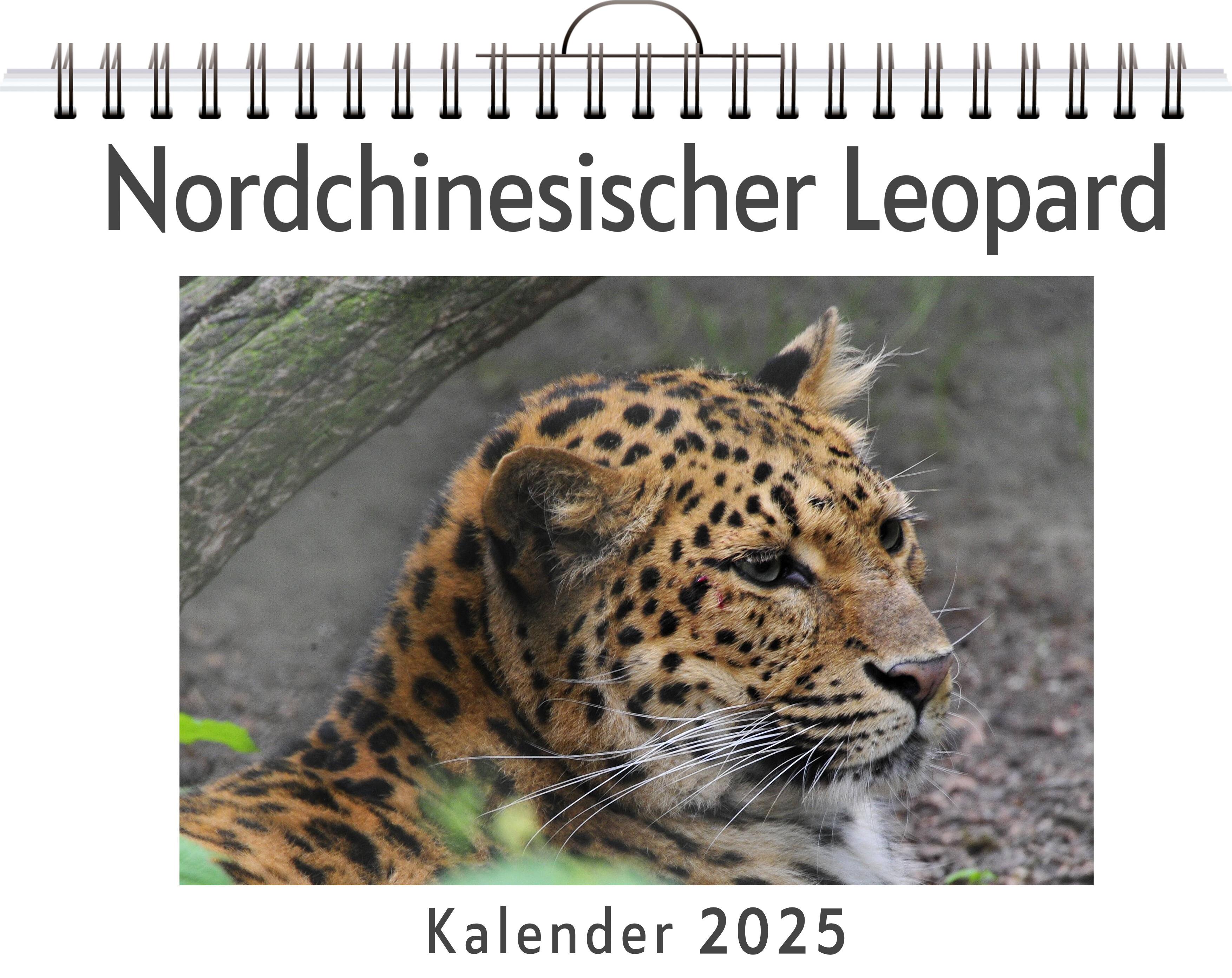 Nordchinesischer Leopard