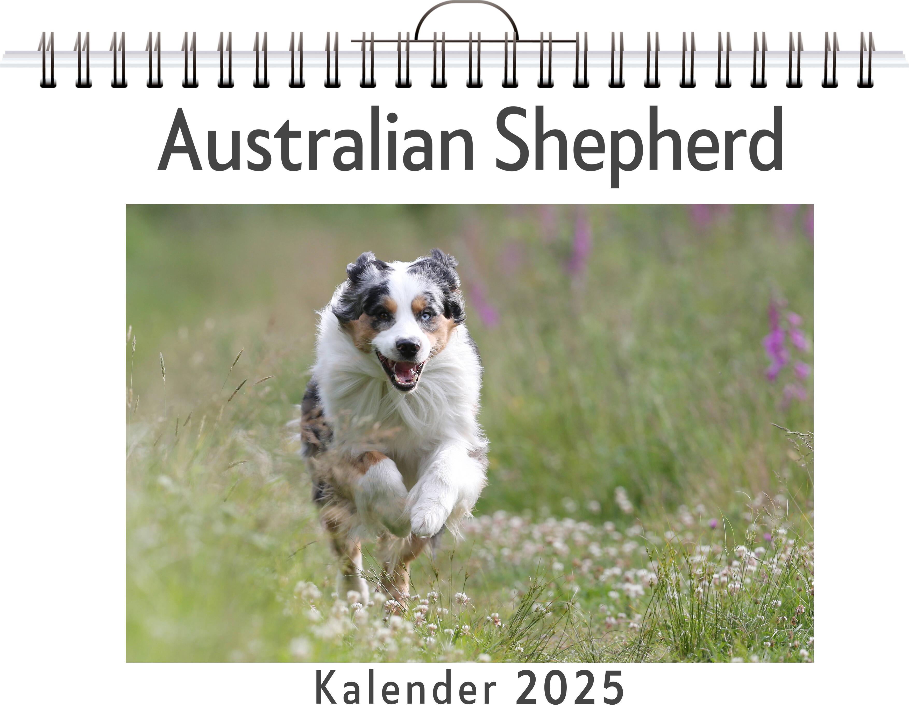 Australian Shepherd