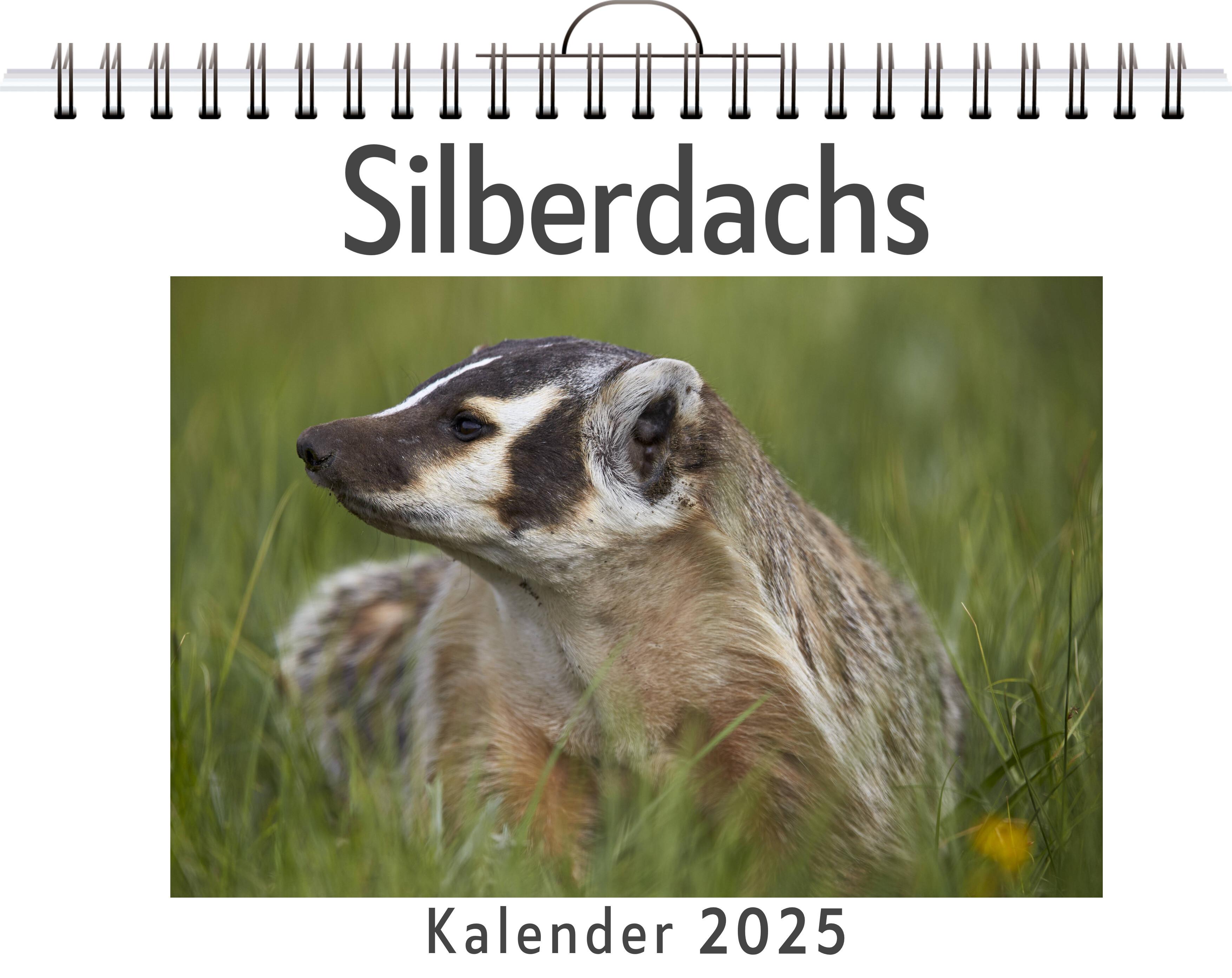 Silberdachs