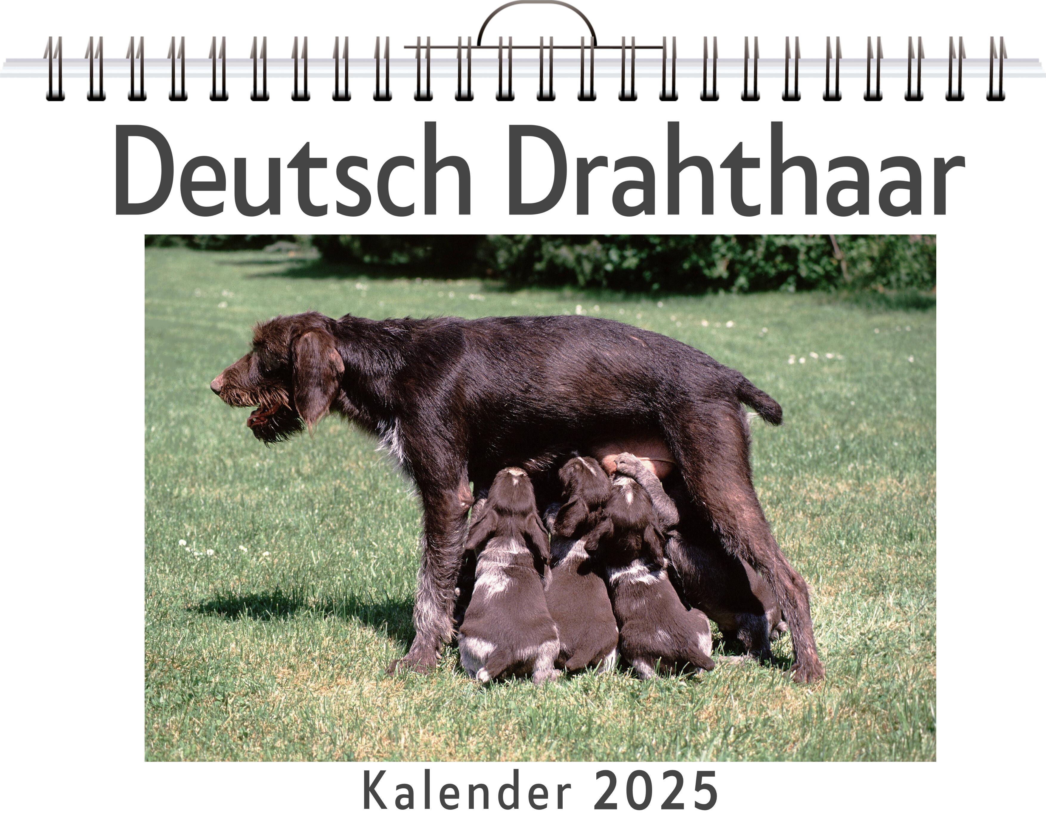 Deutsch Drahthaar