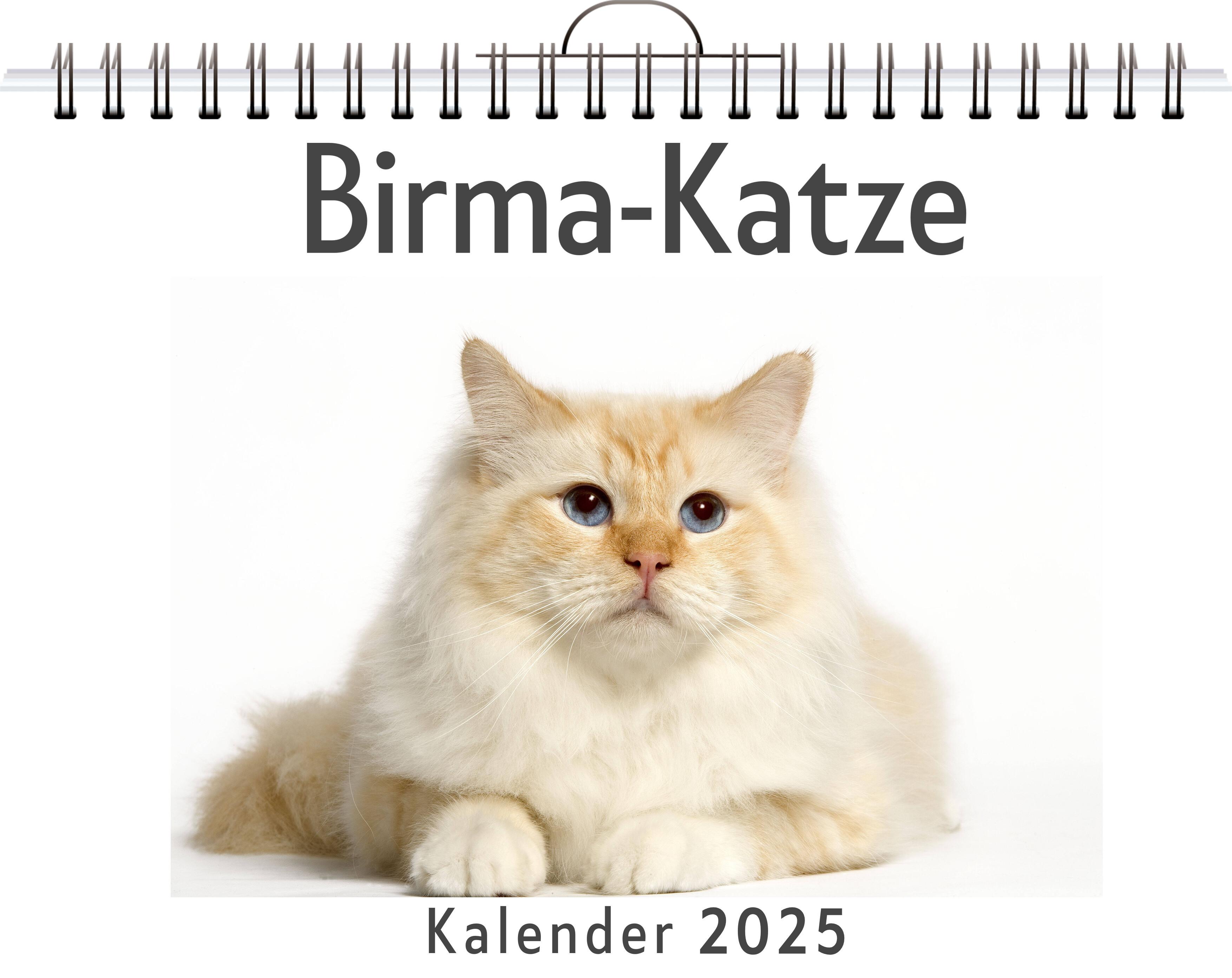 Birma-Katze