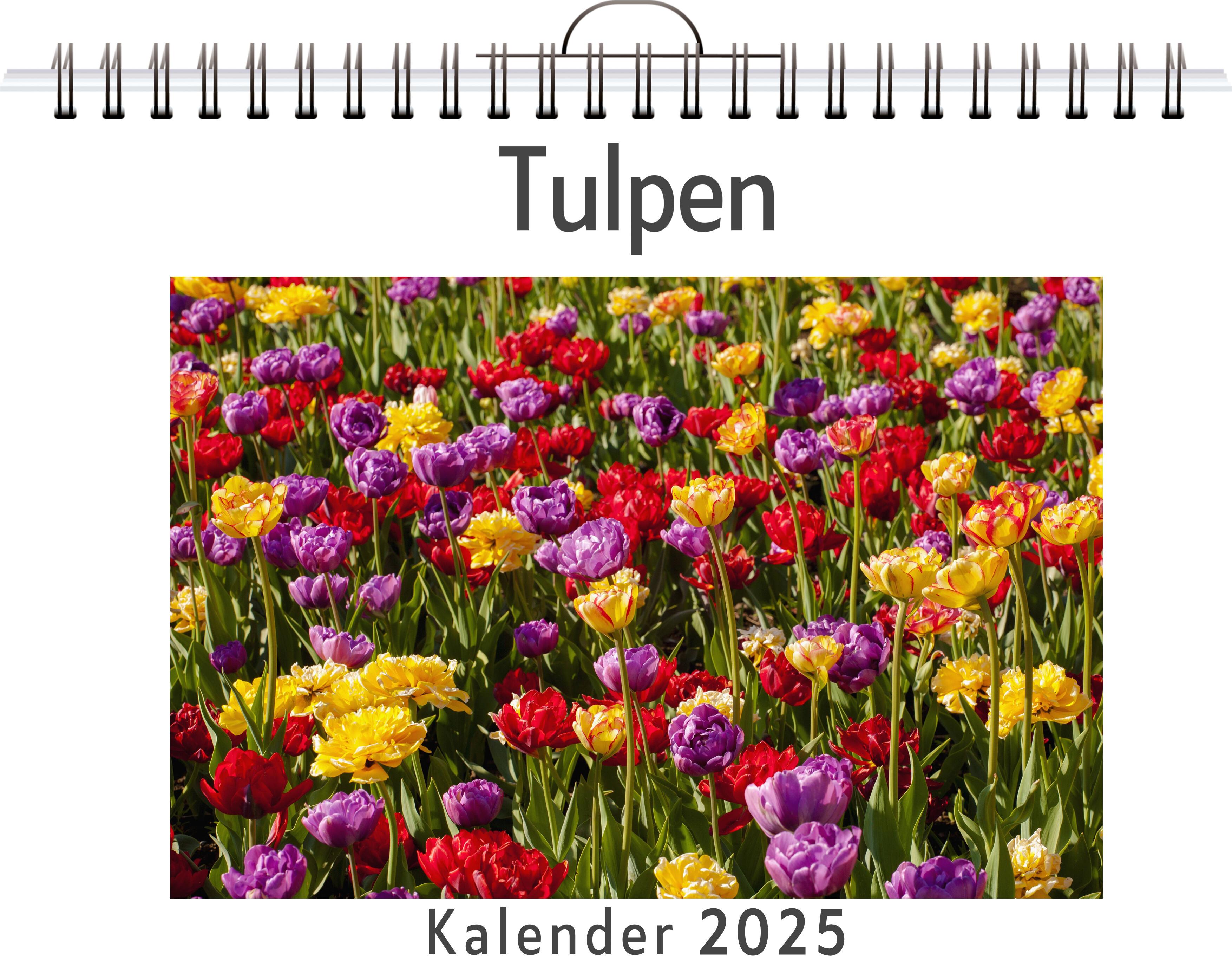 Tulpen