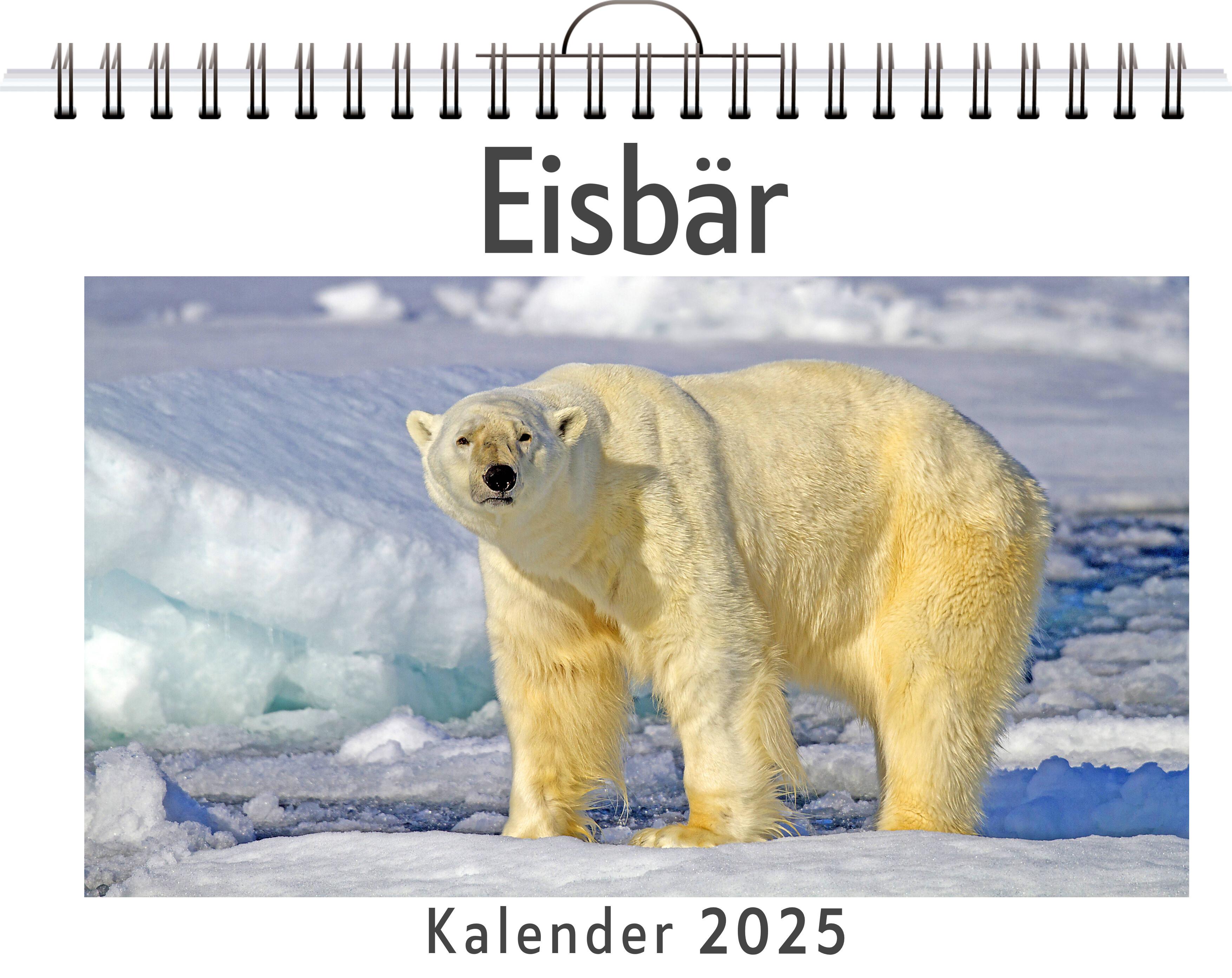 Eisbär