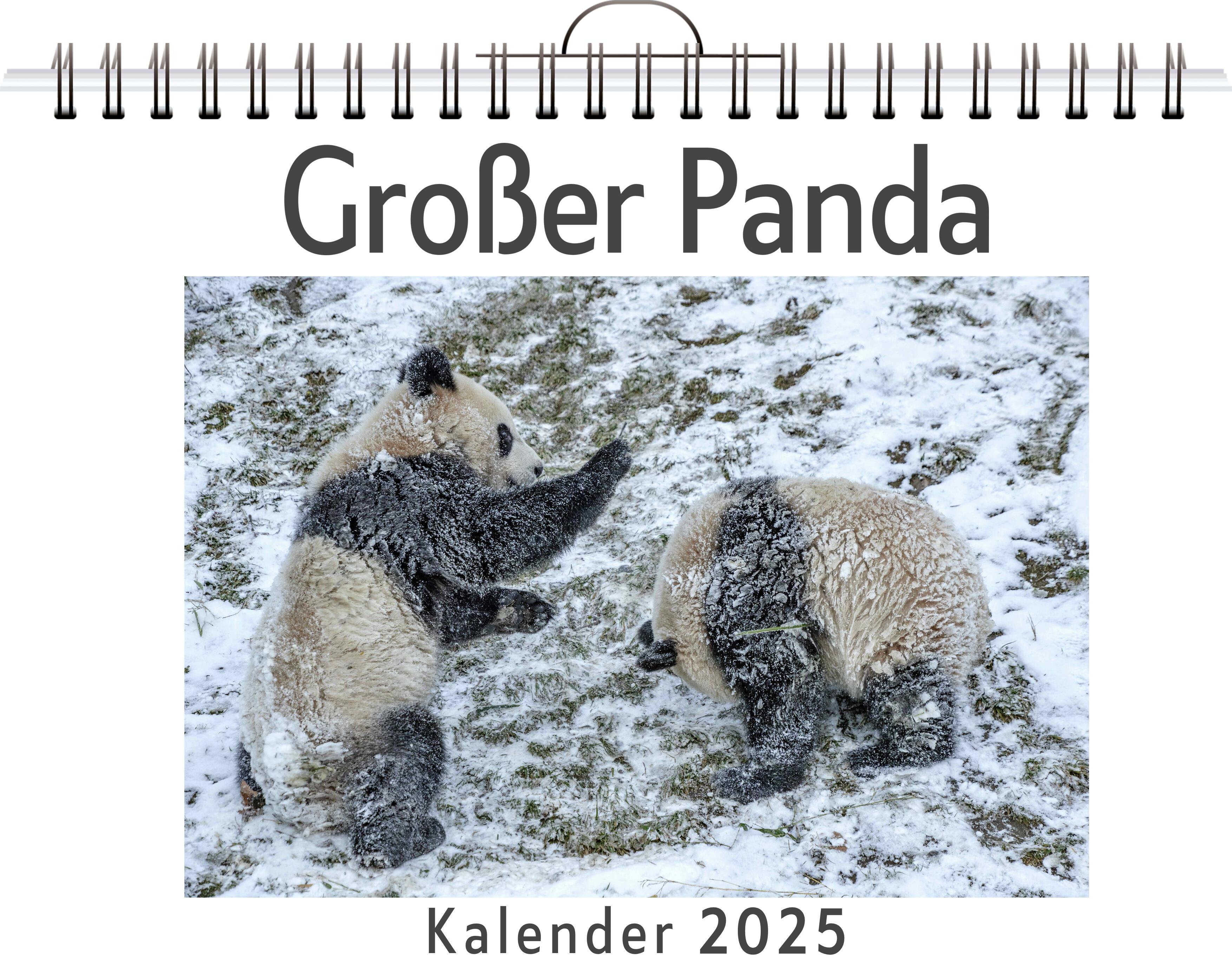 Großer Panda