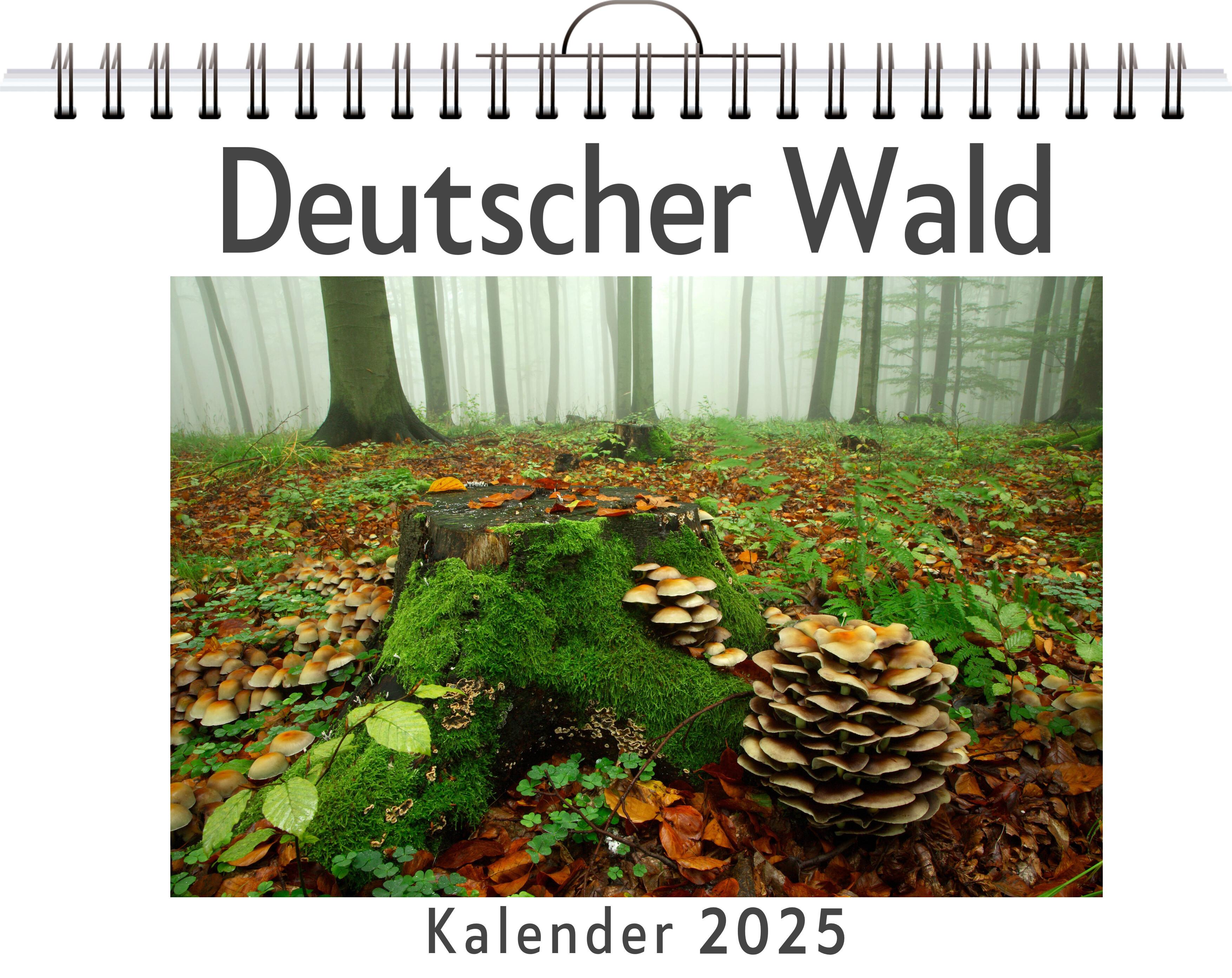 Deutscher Wald - (Wandkalender 2025, Kalender DIN A4 quer, Monatskalender im Querformat mit Kalendarium, das perfekte Geschenk)