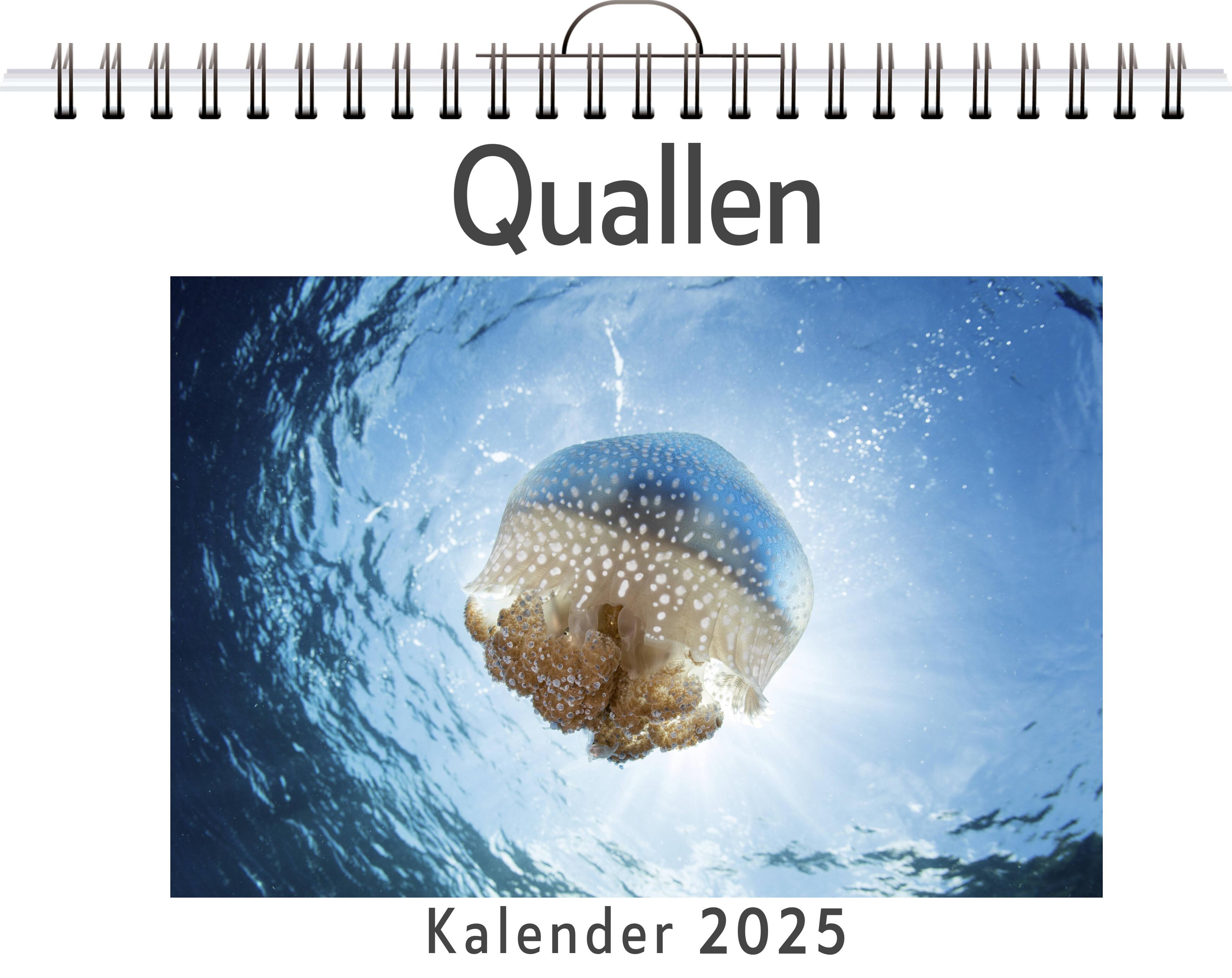 Quallen - (Wandkalender 2025, Kalender DIN A4 quer, Monatskalender im Querformat mit Kalendarium, das perfekte Geschenk)