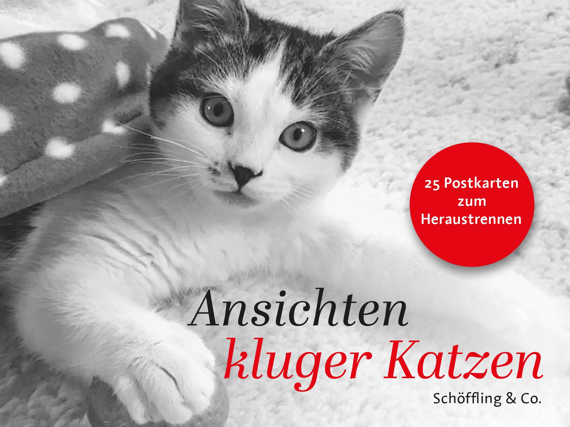 Ansichten kluger Katzen