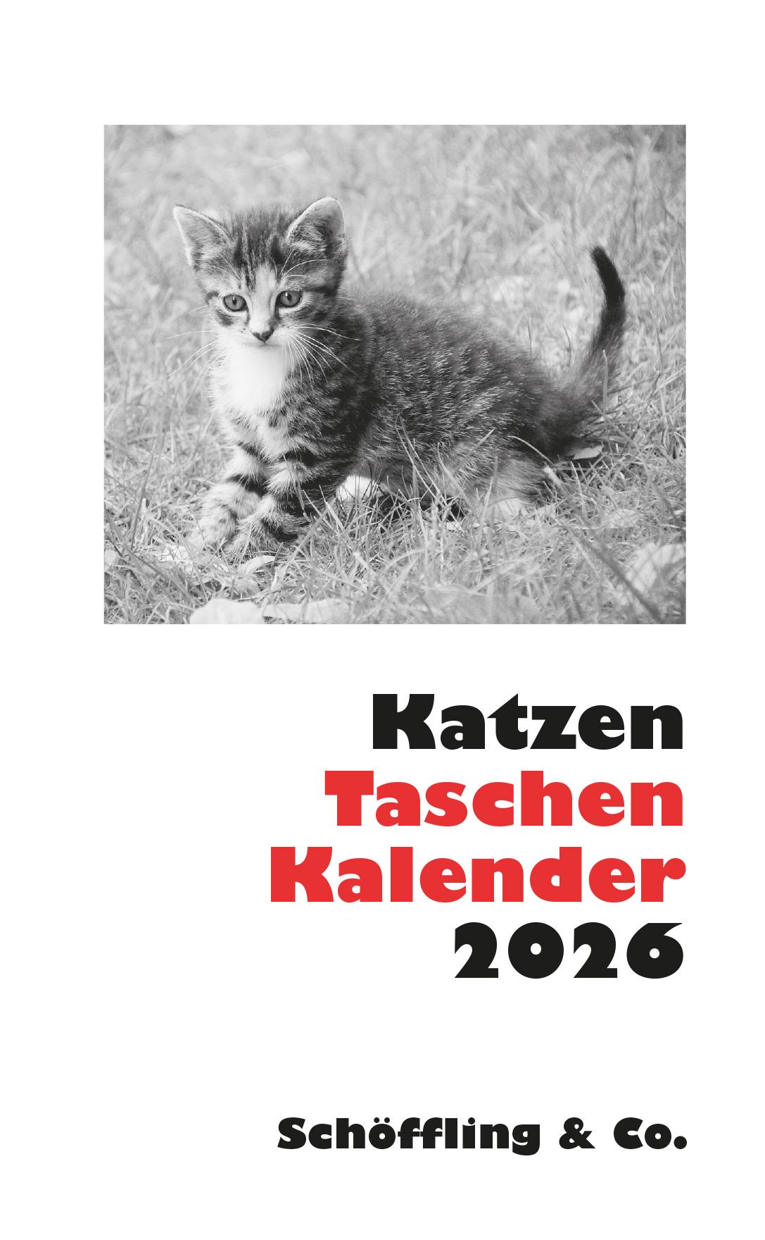 Katzen Taschenkalender 2026