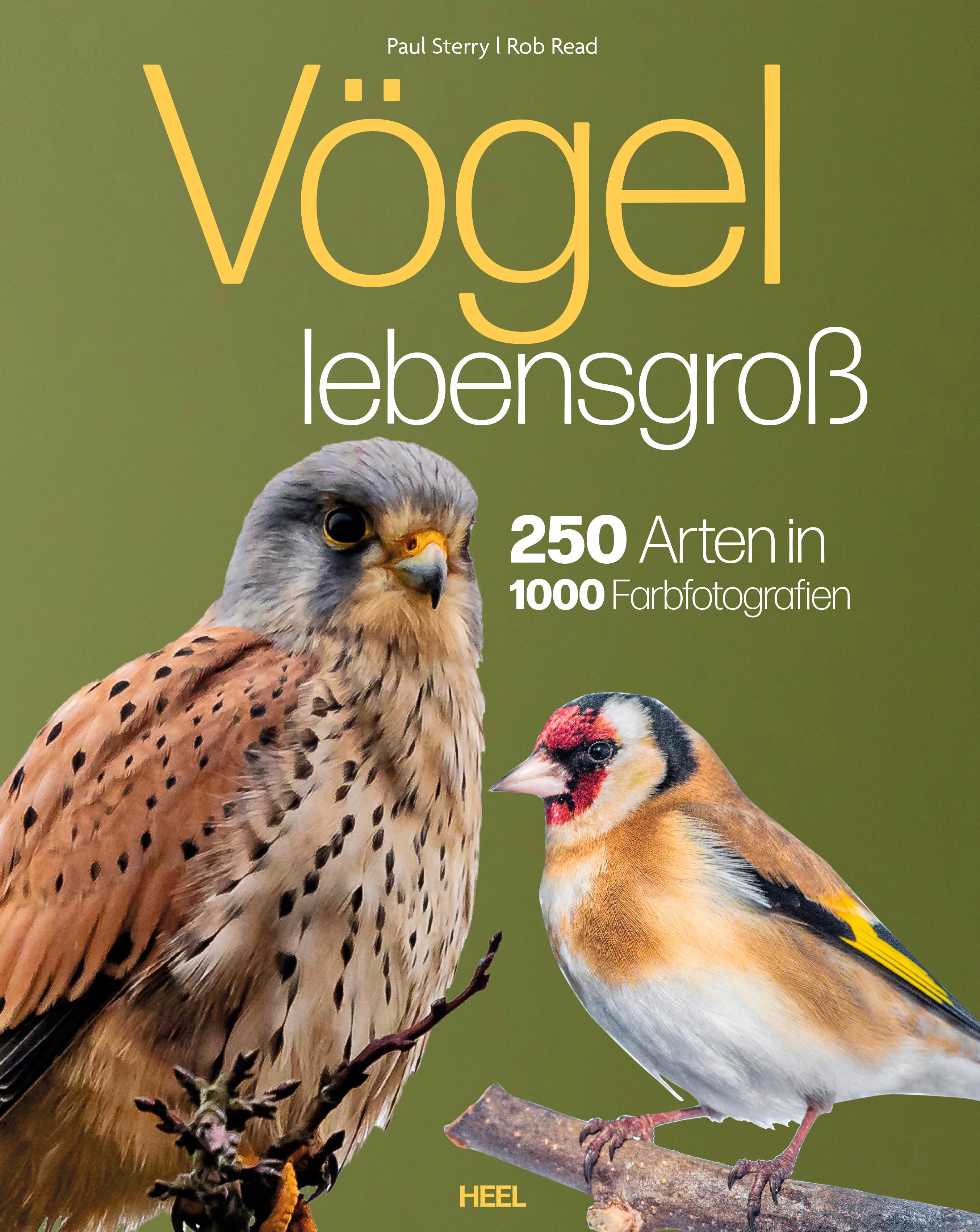 Vögel lebensgroß