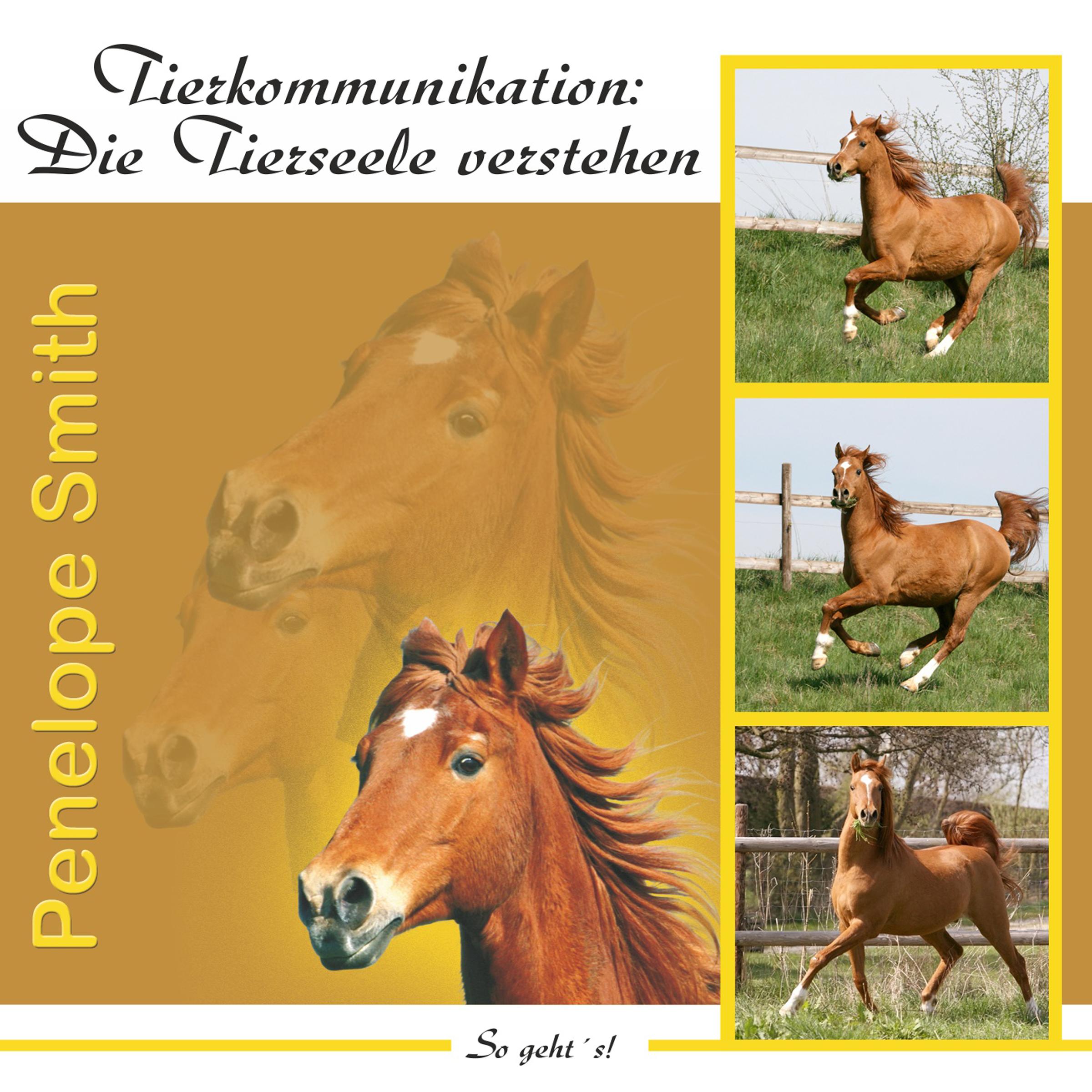 Tierkommunikation: Die Tierseele verstehen. Audio-CD