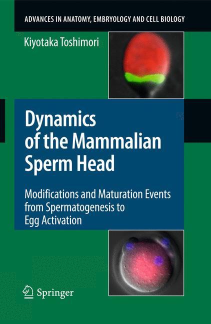 Dynamics of the Mammalian Sperm Head