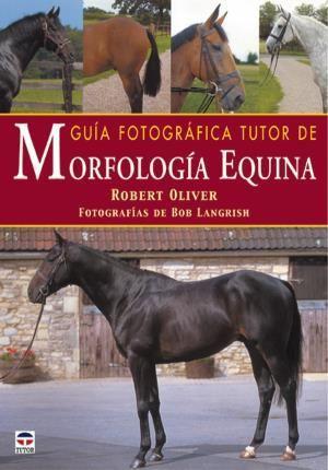 Guía fotográfica tutor de morfología equina