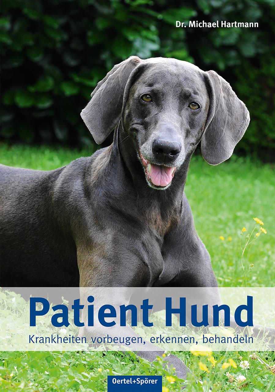 Patient Hund