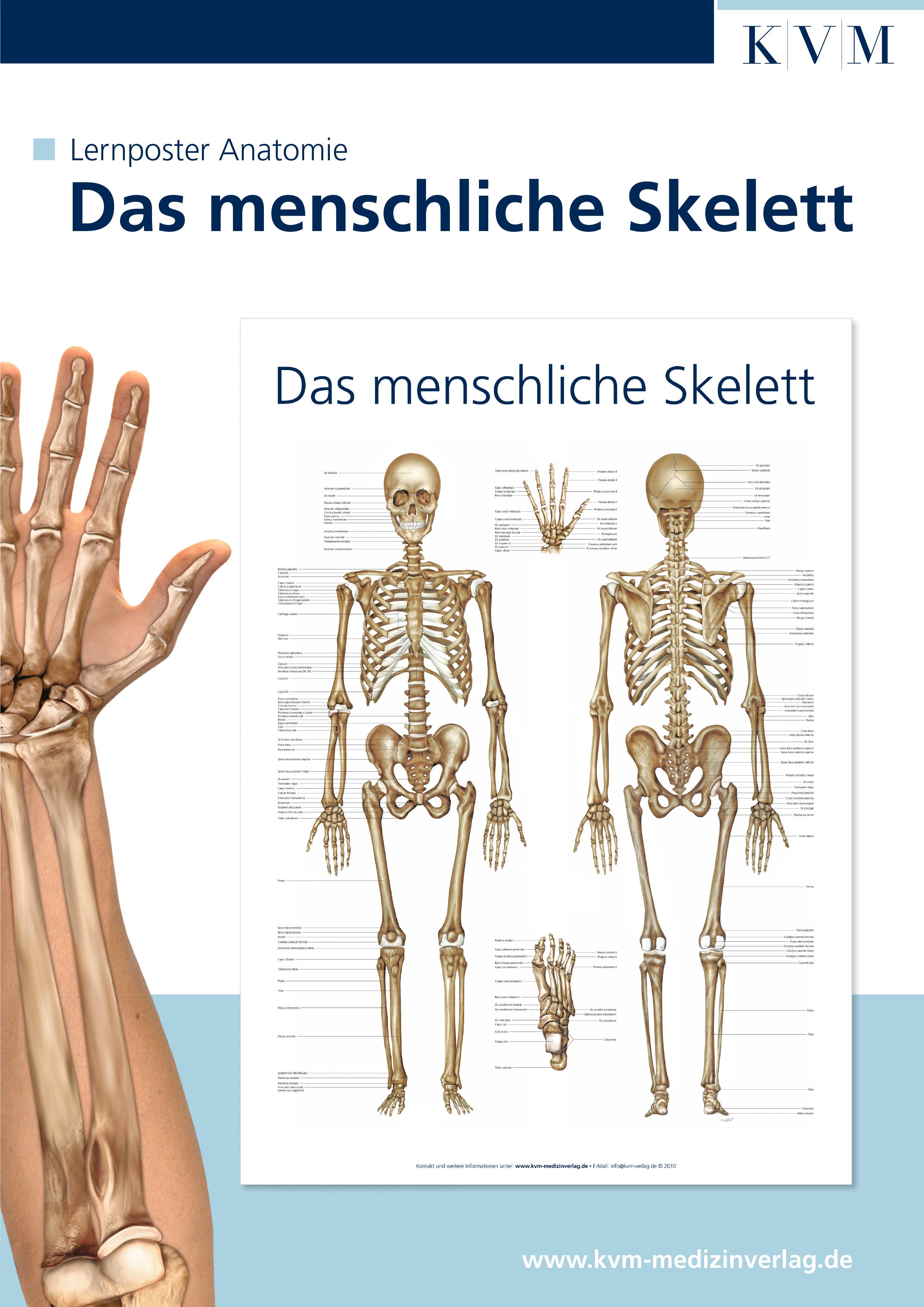 Anatomie Lernposter. Das menschliche Skelett