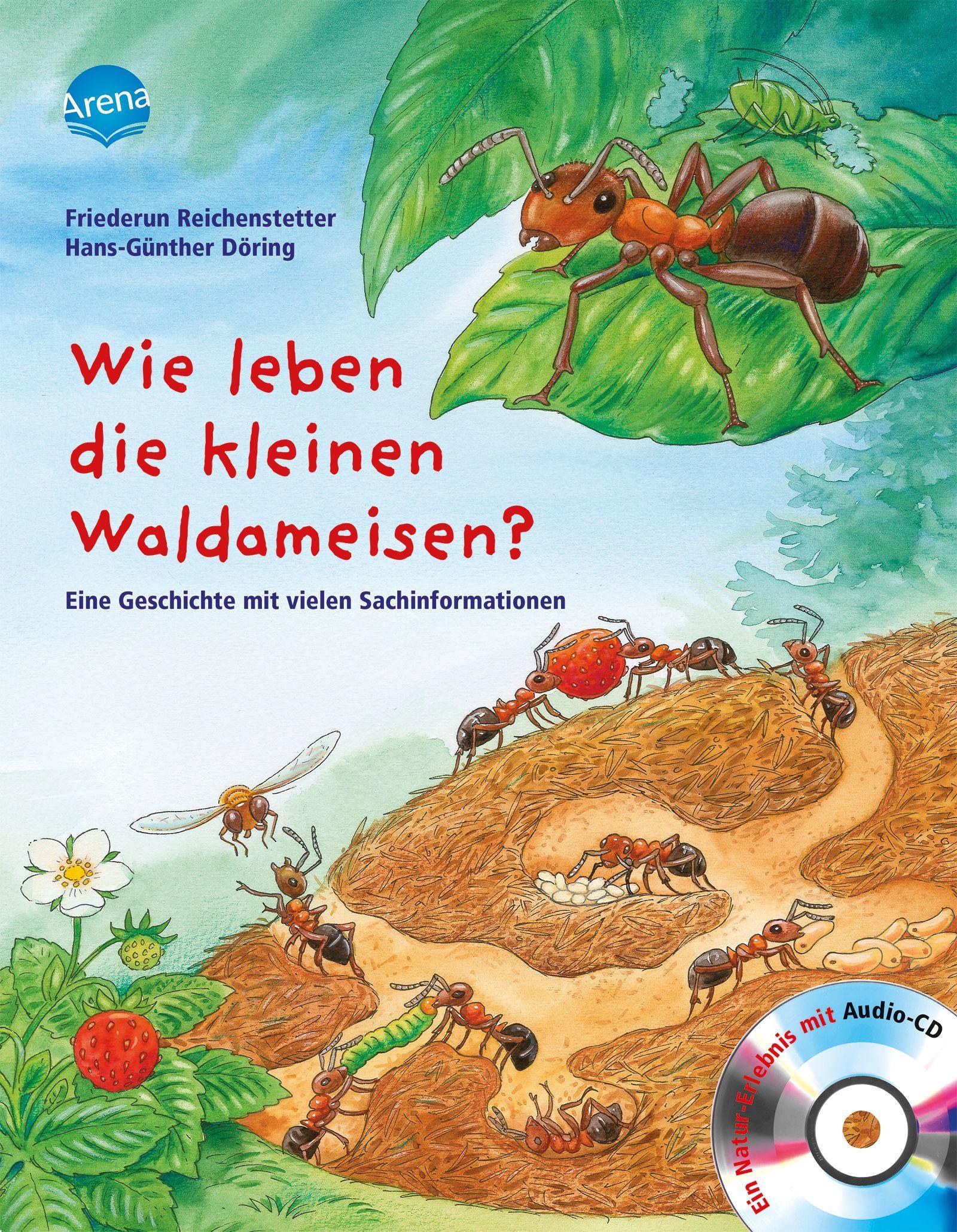 Wie leben die kleinen Waldameisen?