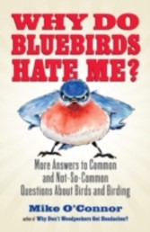 Why Do Bluebirds Hate Me?