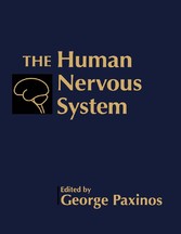 The Human Nervous System