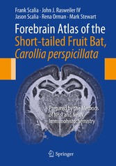 Forebrain Atlas of the Short-tailed Fruit Bat, Carollia perspicillata