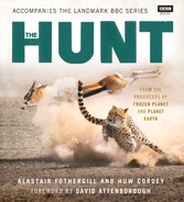 Hunt