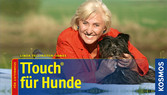 TTouch für Hunde