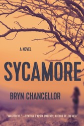 Sycamore