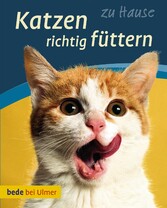 Katzen richtig  füttern