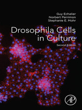 Drosophila Cells in Culture