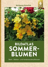 Sommerblumen