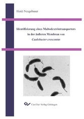 Identifizierung eines Maltodextrintransporters in der &#xE4;u&#xDF;eren Membran von Caulobacter crescentus