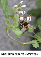 Mit Hummel Berta unterwegs