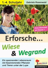 Erforsche Wiese und Wegrand